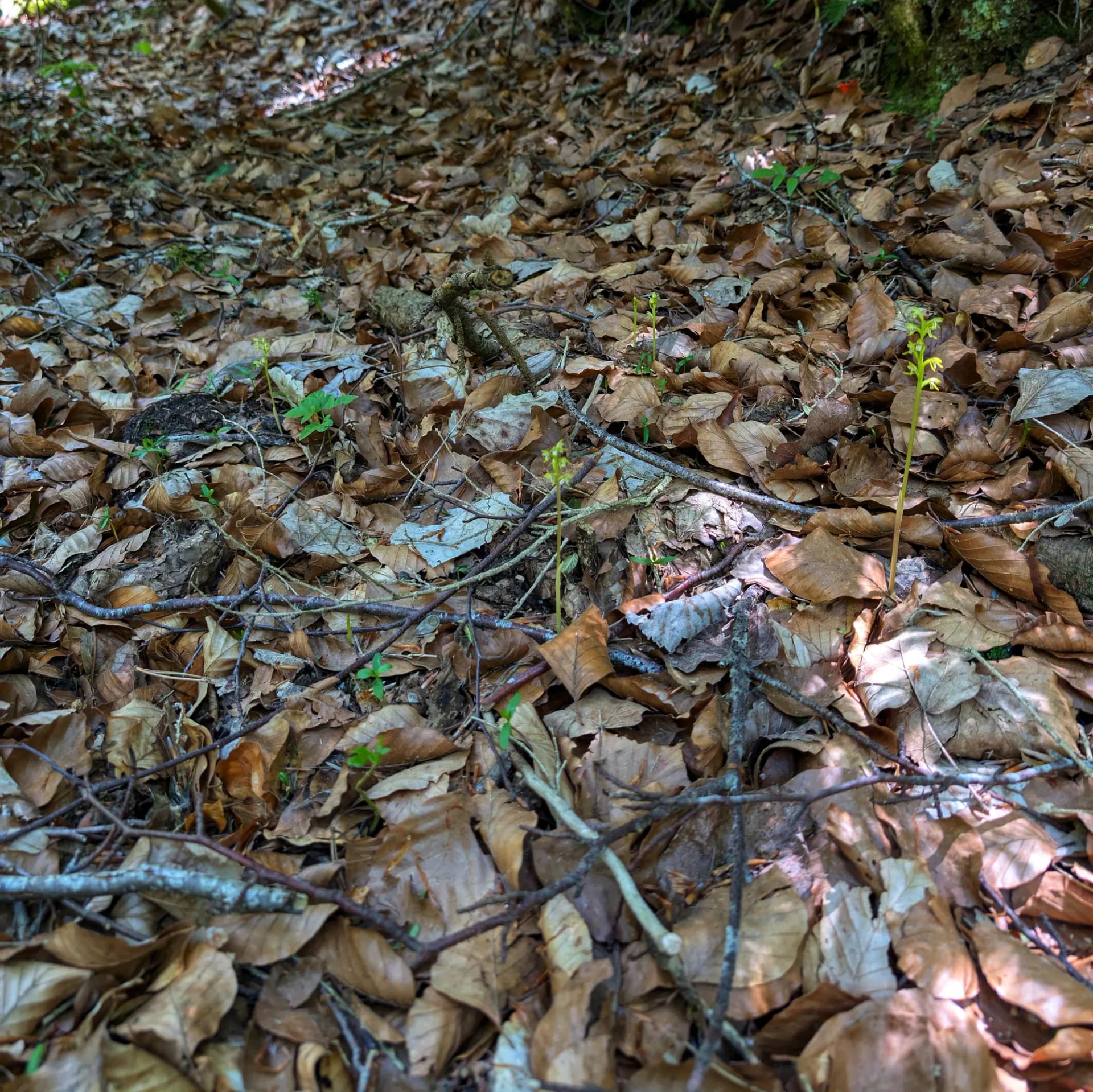 A group of Corallorhiza trifida specimens A group of Corallorhiza trifida specimens
