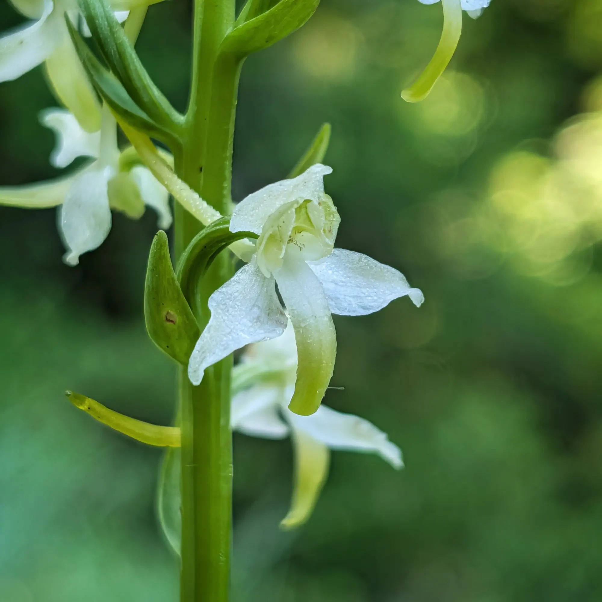 A Platanthera chlorantha with dew drops, photographed during the Puig de les Àligues, Salt del Molí and Bellmunt route from Vidrà. Close-up of a white Platanthera chlorantha orchid with dew drops on a green stem, blurred forest background.