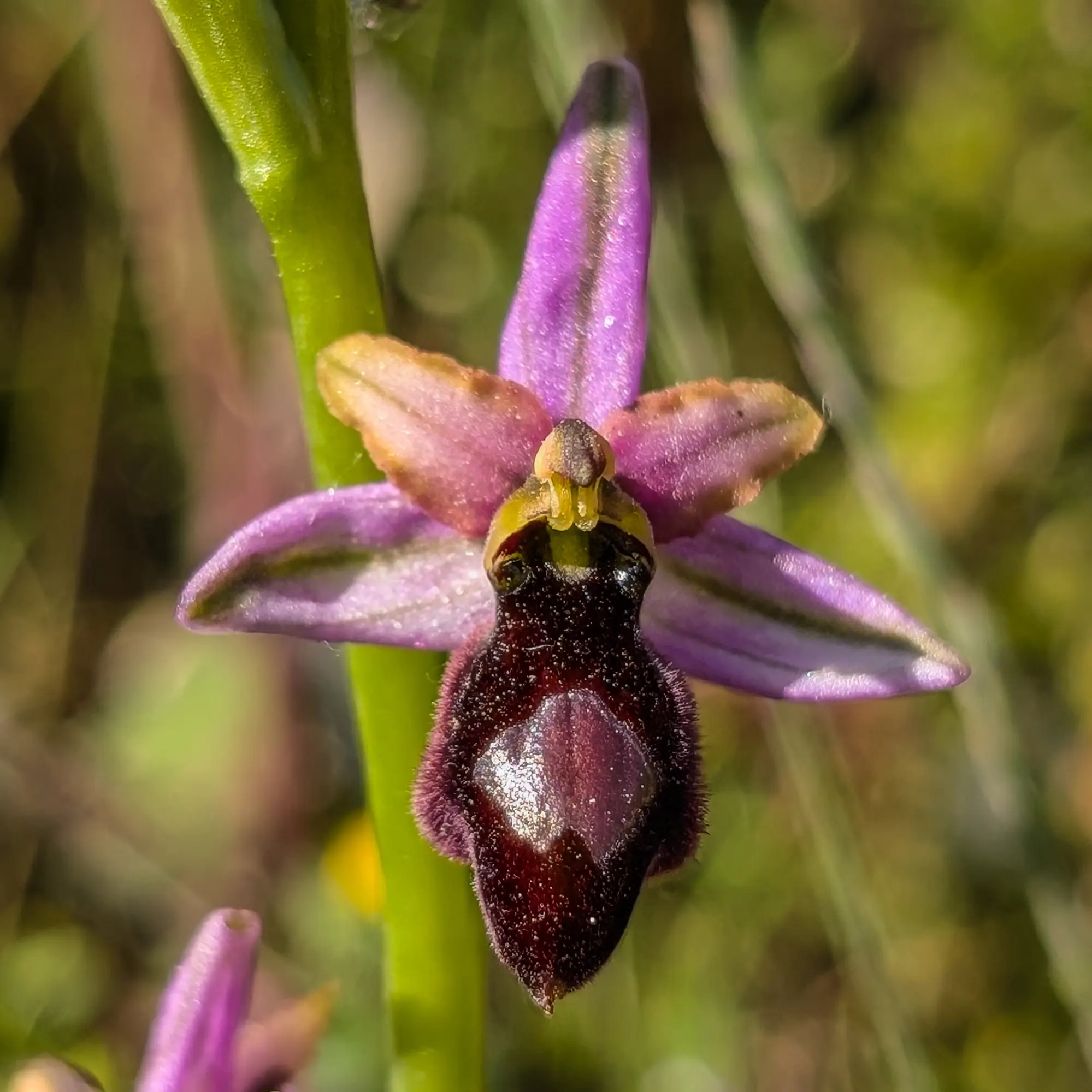 Numerous specimens of Ophrys catalaunica, featuring striking pink-lilac flowers, photographed in the meadows of Sant Martí Sacalm during the ascent to El Far. A well-known and cherished presence in this area. Close-up of a pink-lilac Ophrys catalaunica orchid in a green meadow.