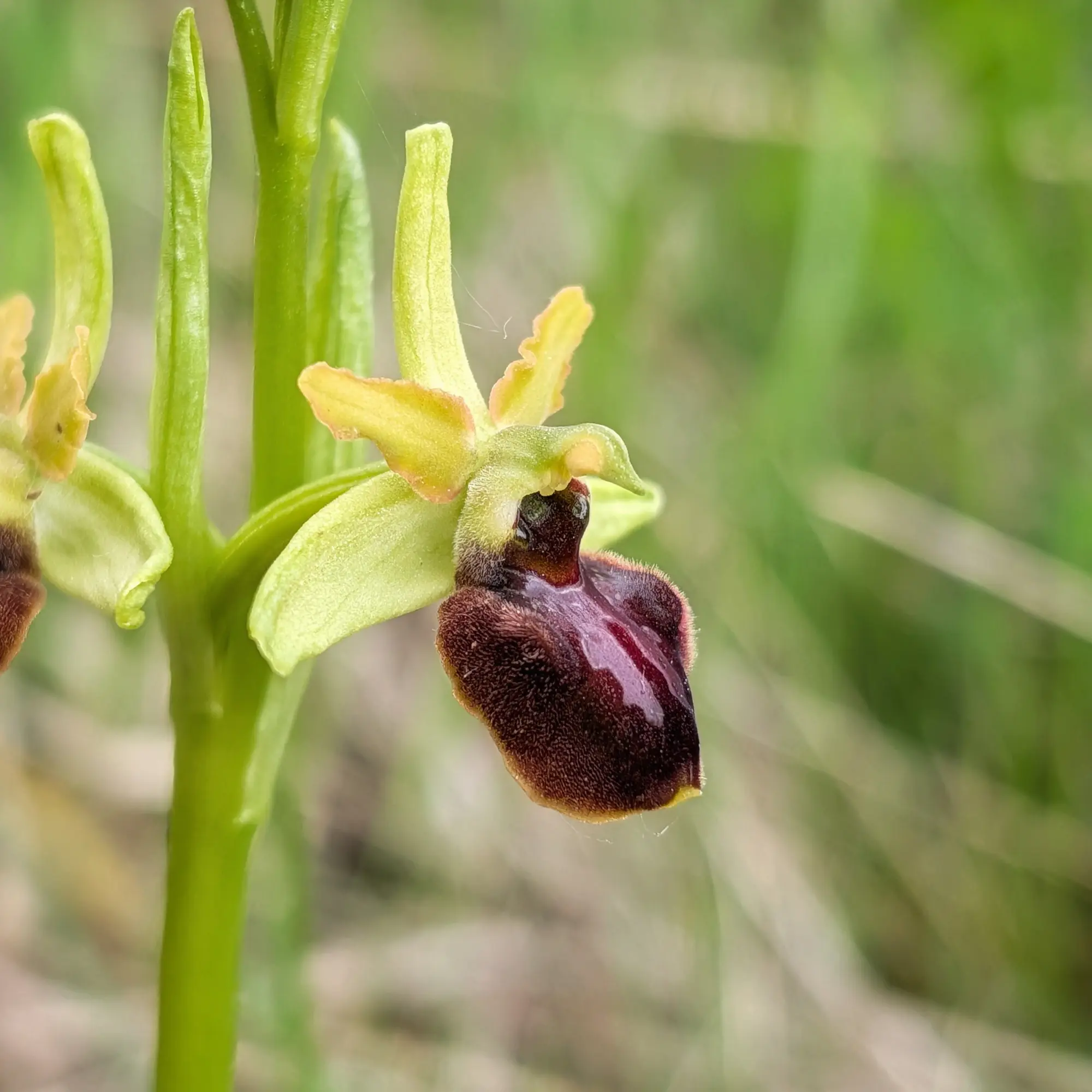 Ophrys sphegodes, la orquídea araña temprana, fotografiada en detalle en Aude (Francia). Primer plano de una orquídea Ophrys sphegodes con pétalos amarillos y label aterciopelado marrón oscuro sobre fondo verde difuminado.