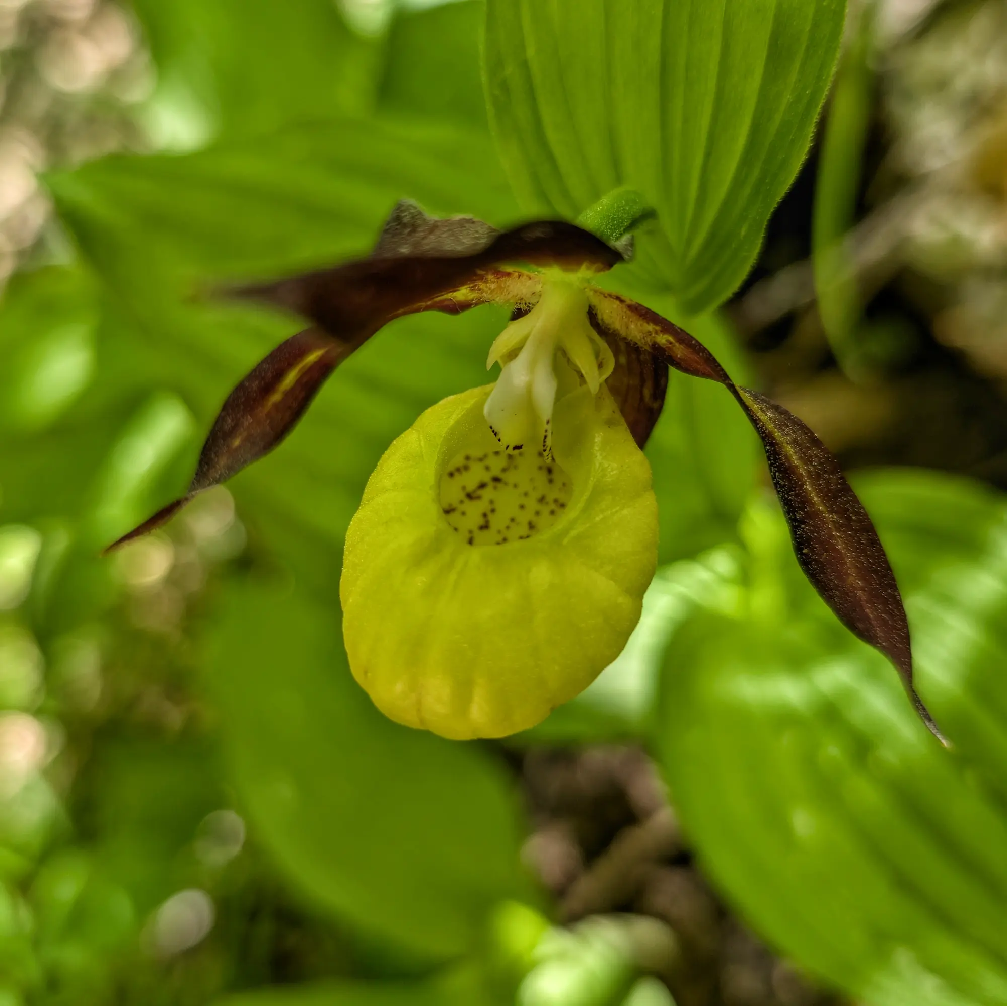 Specimen of Cypripedium calceolus from the Catalan Pre-Pyrenees Specimen of Cypripedium calceolus from the Catalan Pre-Pyrenees