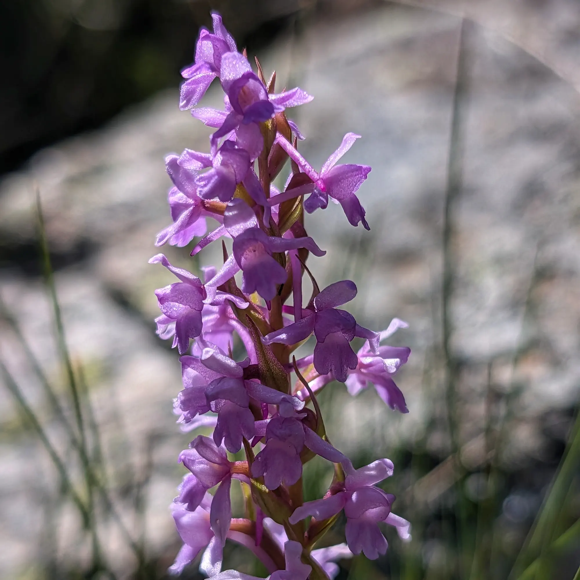 Una preciosa Gymnadenia conopsea fotografiada durant la ruta de quatre dies de Carros de Foc als Pirineus. Les seves delicades flors liles són un tresor de la flora de muntanya. Primer pla d'una espiga alta de petites flors delicades de color lila clar de Gymnadenia conopsea amb fons natural borrós.