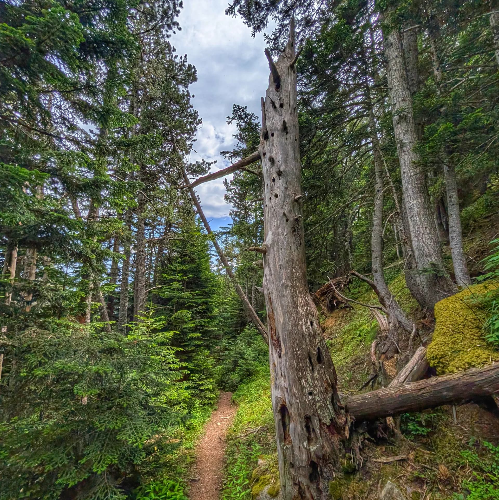 Bosc del Gerdar Bosc del Gerdar