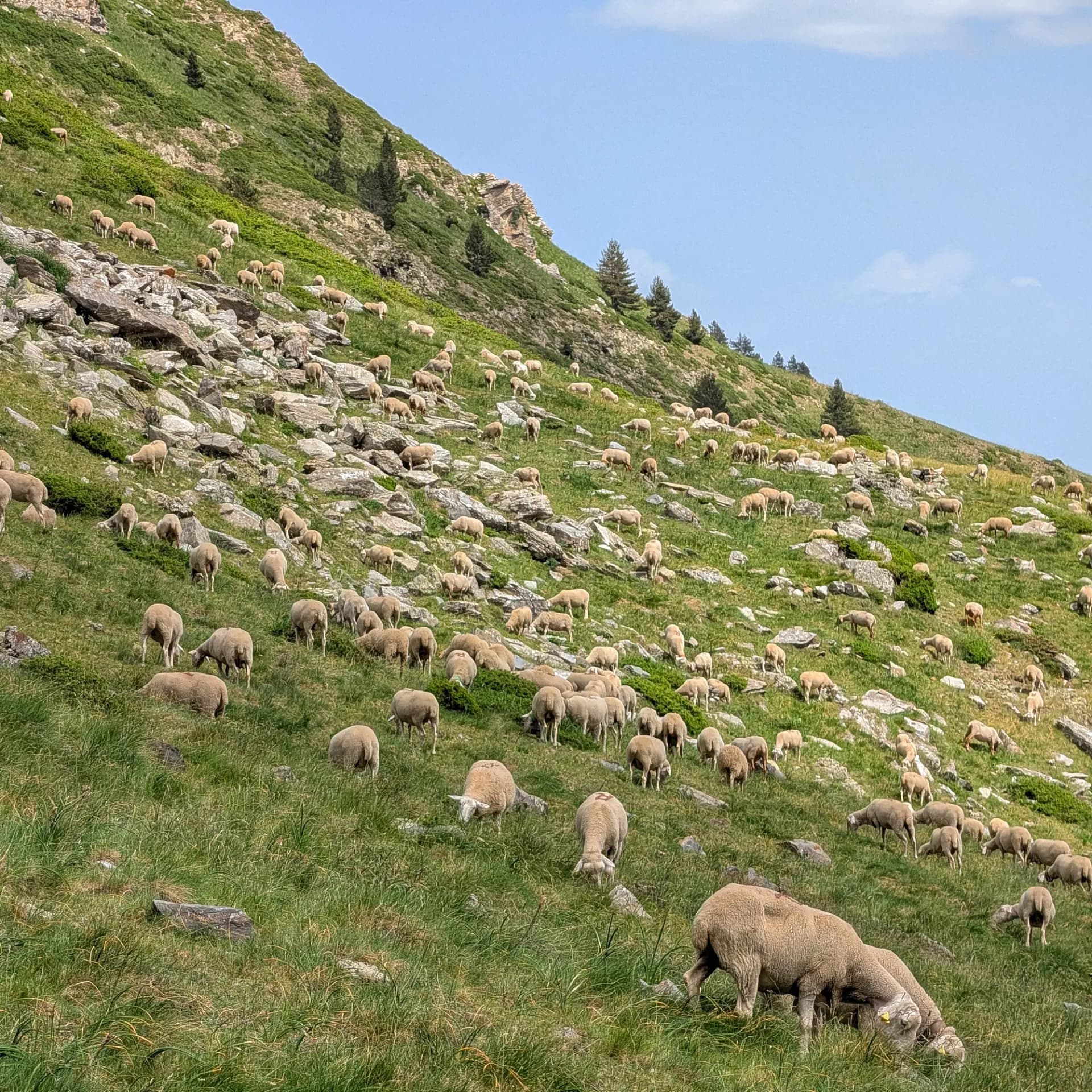 Un ramat d'ovelles pastura tranquil·lament als exuberants vessants prop del Pic Barbarisa, oferint una escena pastoral a la ruta des del Collado de Sahún. Un gran ramat d'ovelles beix pastura en un vessant verd i costerut de muntanya amb roques grises i pins sota cel blau.