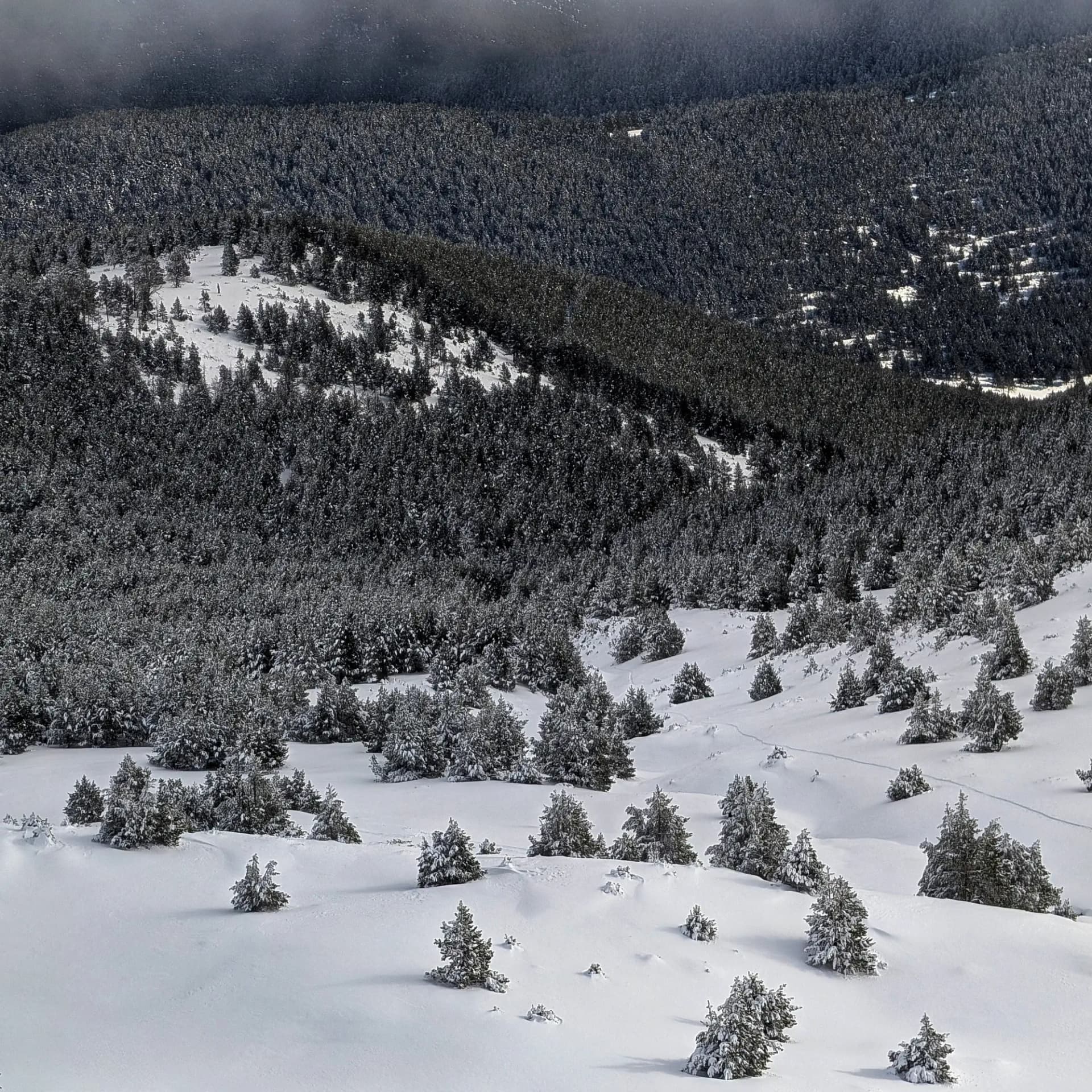 Bosc nevat mentre es descendeix de la Torreta de l'Orri. Bosc nevat, baixant de la Torreta de l'Orri.