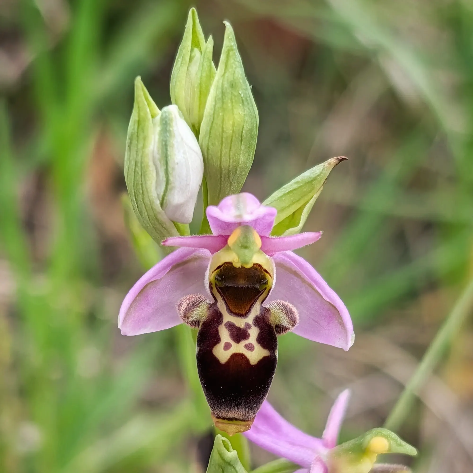 Ophrys scolopax, commonly known as the Woodcock Orchid, photographed in Aude, France. The image highlights its distinctive dark brown labellum with intricate patterns. Close-up of an Ophrys scolopax orchid with pale pink petals, dark brown patterned labellum, and green buds against a blurred green background.