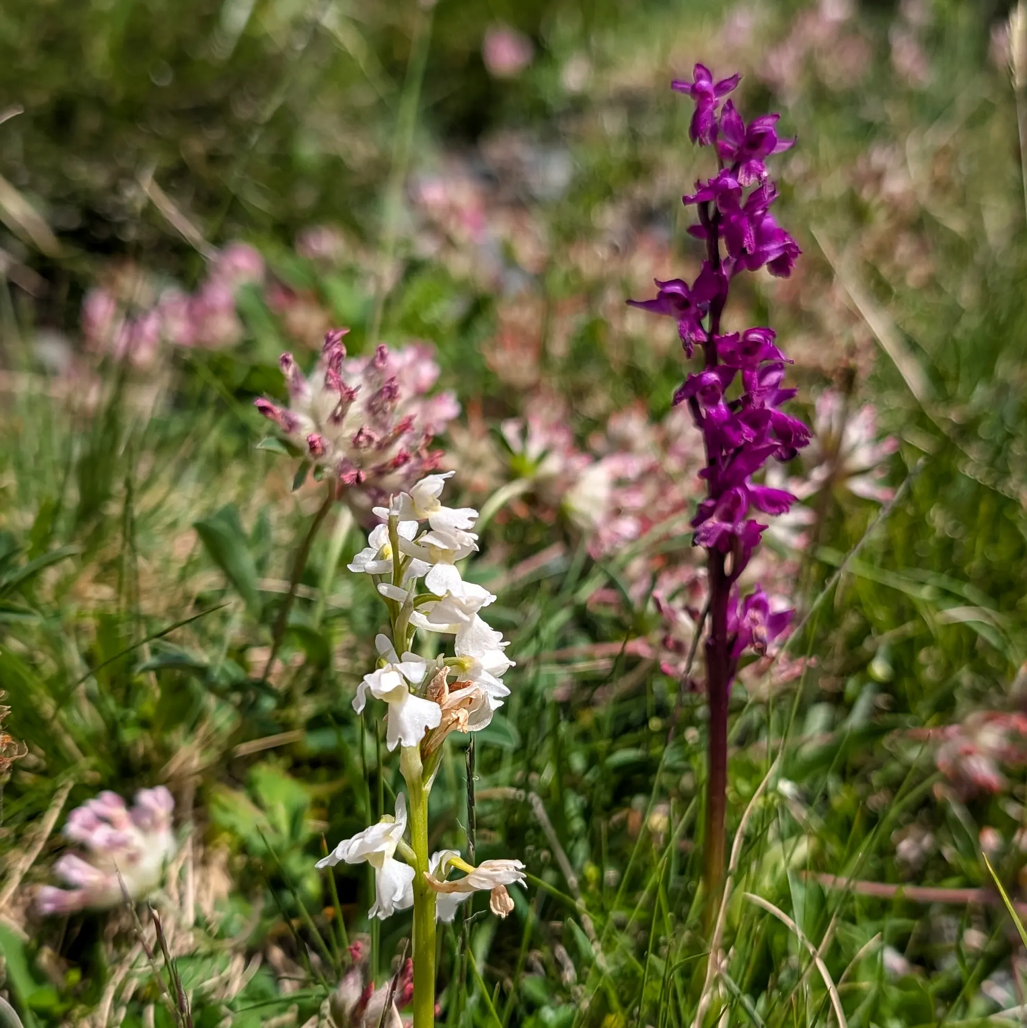 Una rara orquídia Orchis mascula hipocromàtica (blanca) creixent al costat de la seva variant lila típica, observades prop dels impressionants Ibones de Barbarisa. Una orquídia Orchis mascula blanca al costat d'una de lila intensa en un prat verd il·luminat pel sol amb flors borroses.