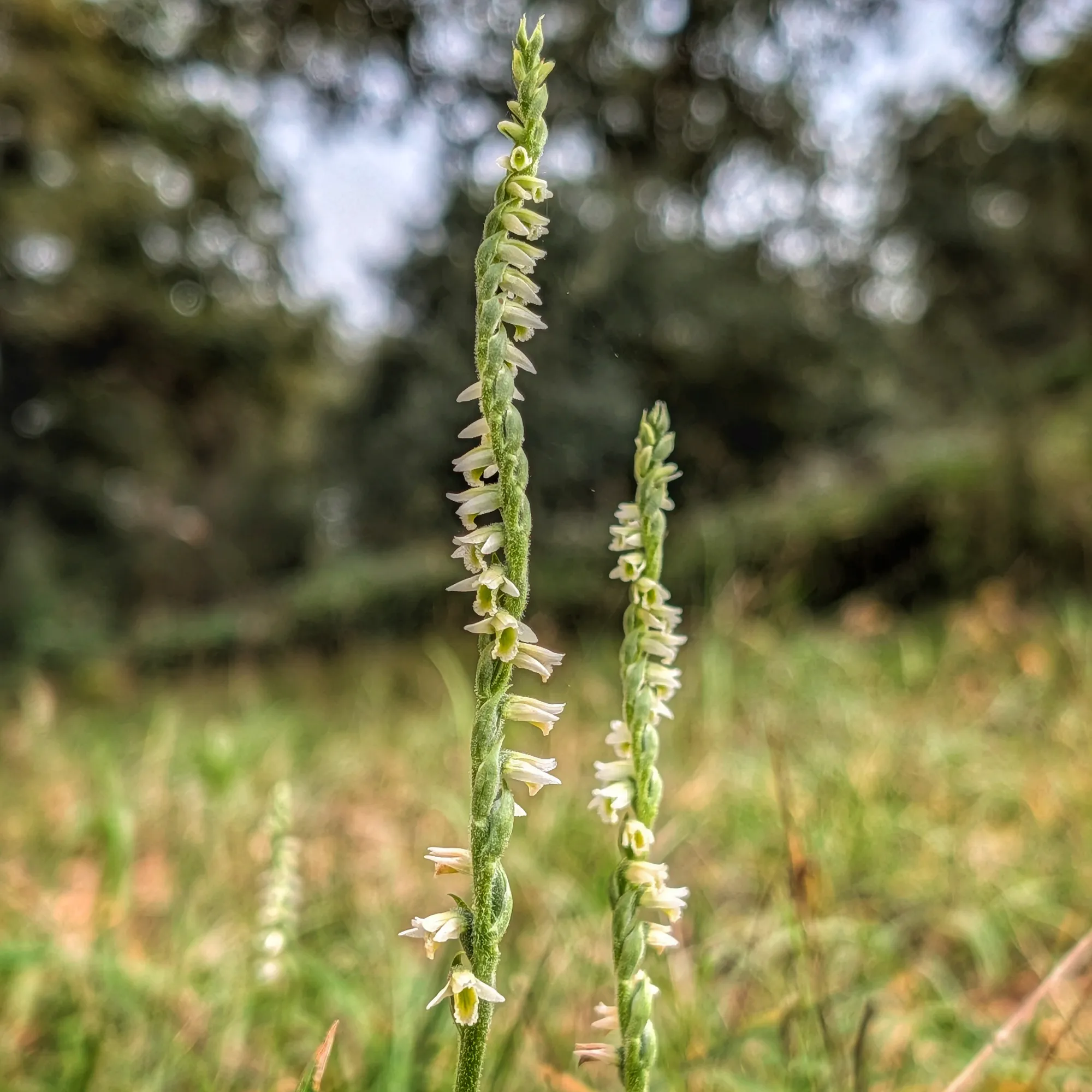 Spiranthes spiralis Spiranthes spiralis
