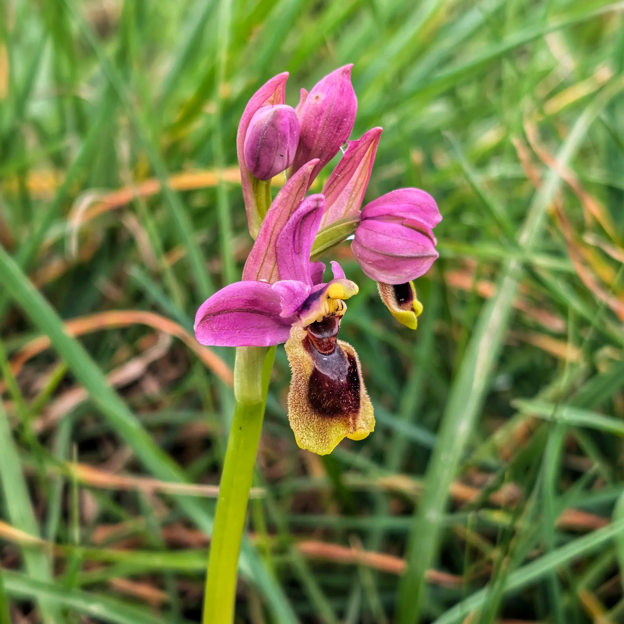 La orquídea avispa (Ophrys tenthredinifera) en plena floración, fotografiada en su hábitat natural en el Alt Empordà. Primer plano de una orquídea avispa (Ophrys tenthredinifera) con flores magenta y un labio amarillo y marrón oscuro, sobre hierba.