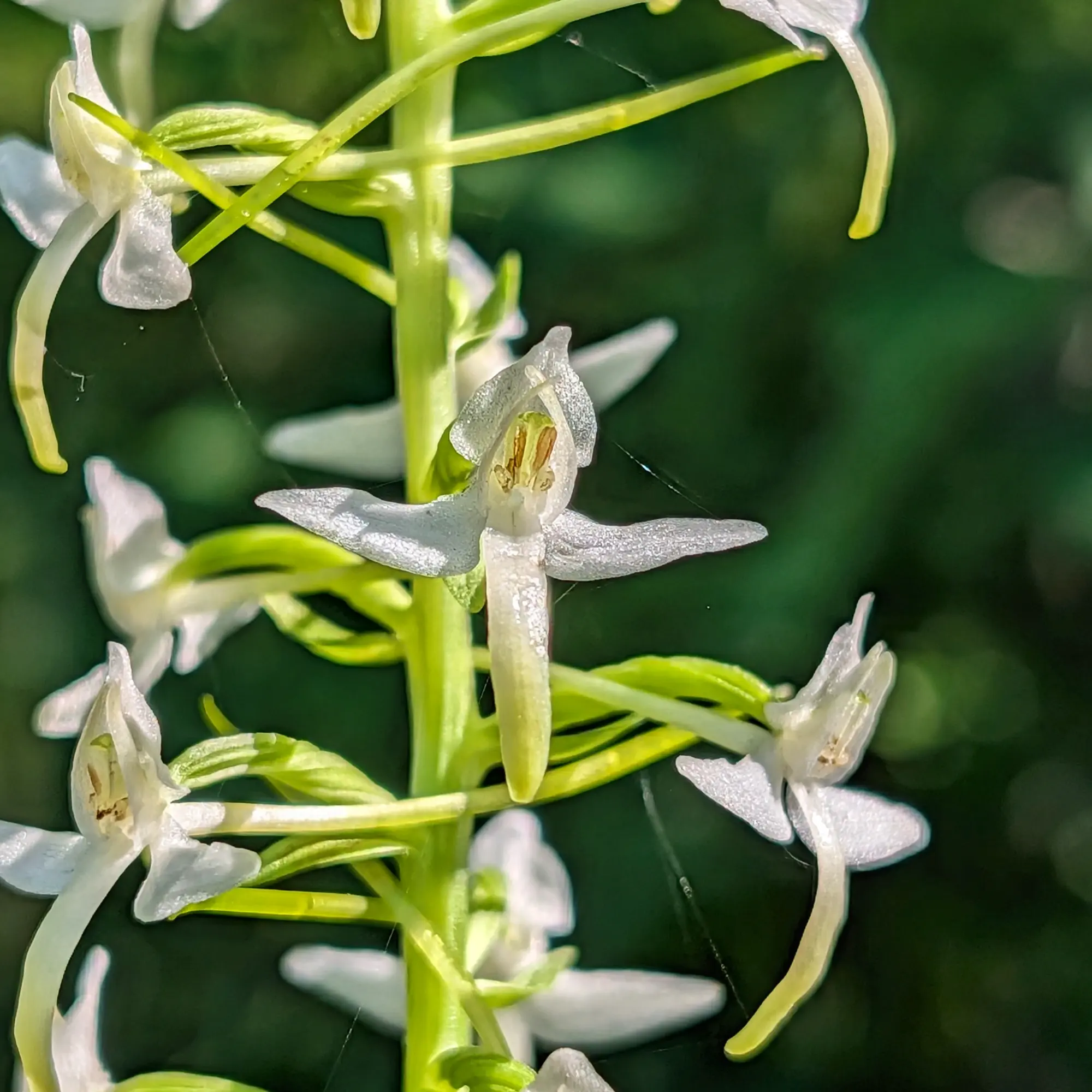 Vista detallada de la orquídea mariposa menor (Platanthera bifolia) en plena floración en el volcán de Santa Margarida. Primer plano de orquídeas Platanthera bifolia blancas y delicadas en tallo verde, con telarañas, sobre fondo verde oscuro.