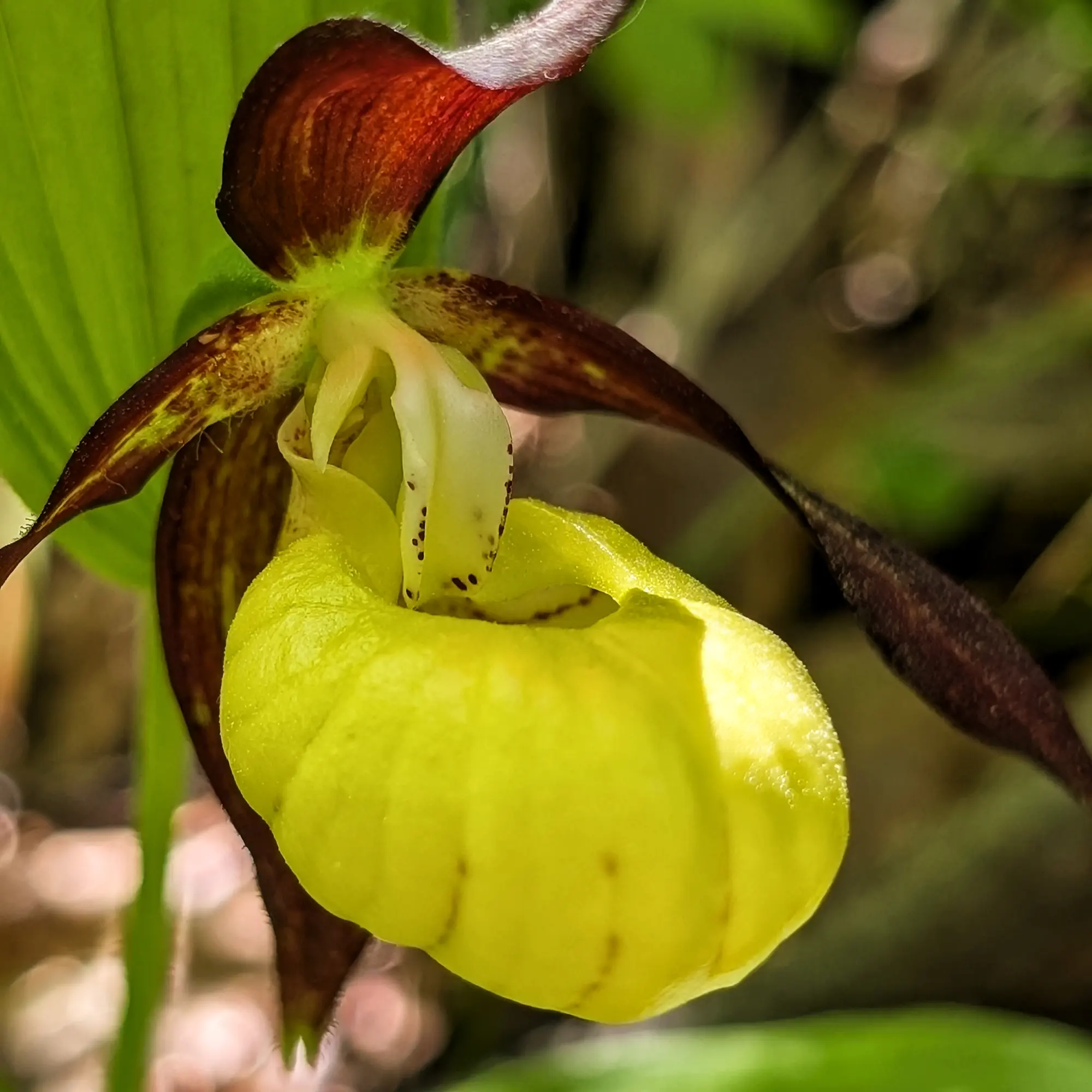 Specimen of Cypripedium calceolus from the Catalan Pre-Pyrenees Specimen of Cypripedium calceolus from the Catalan Pre-Pyrenees