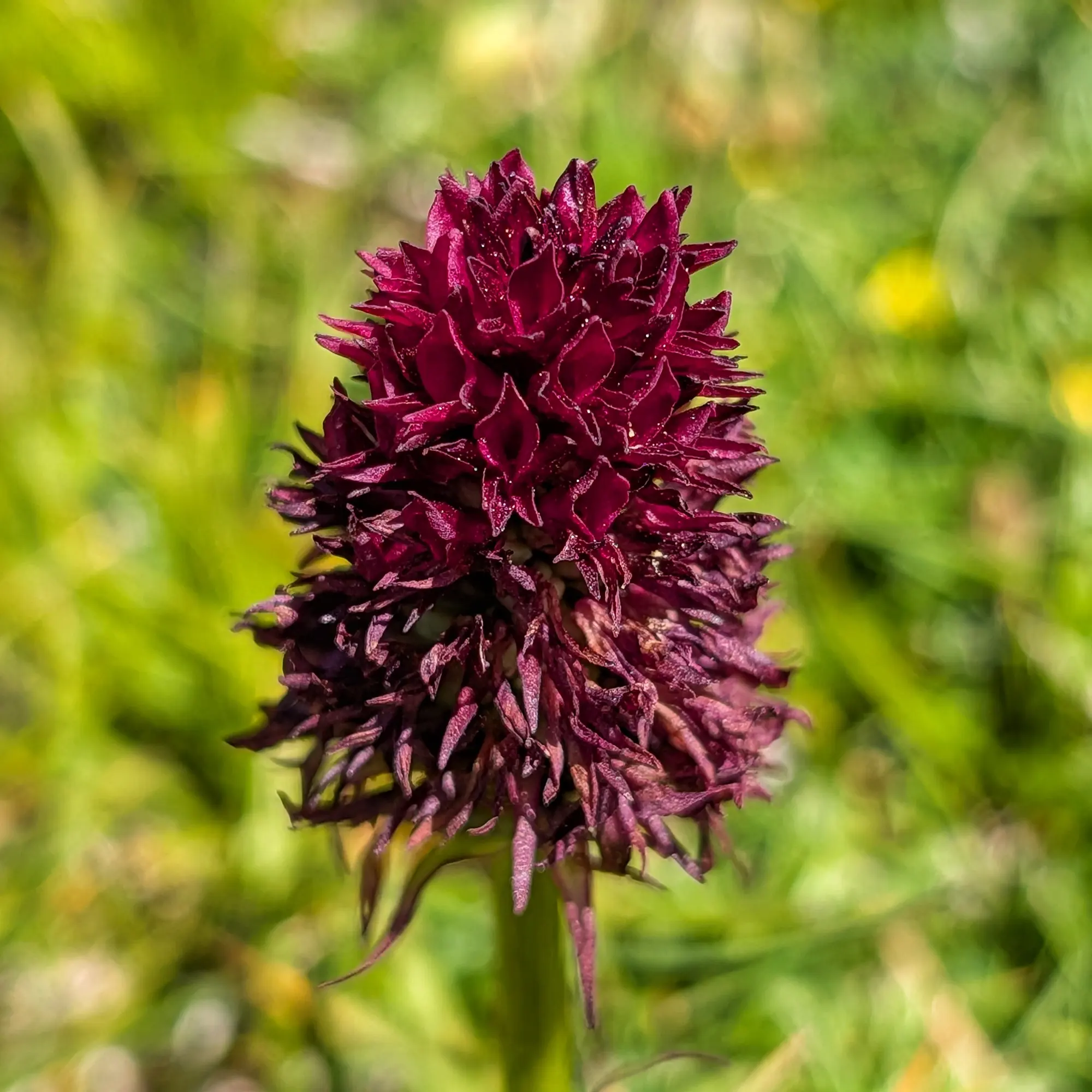 Una Gymnadenia gabasiana amb flors d'un intens color vermell-porpra, trobada durant la ruta al Costa Pubilla. Una joia botànica de muntanya. Primer pla d'una flor d'orquídia vermell-porpra intens amb petits punts brillants, sobre fons verd i groc difuminat.