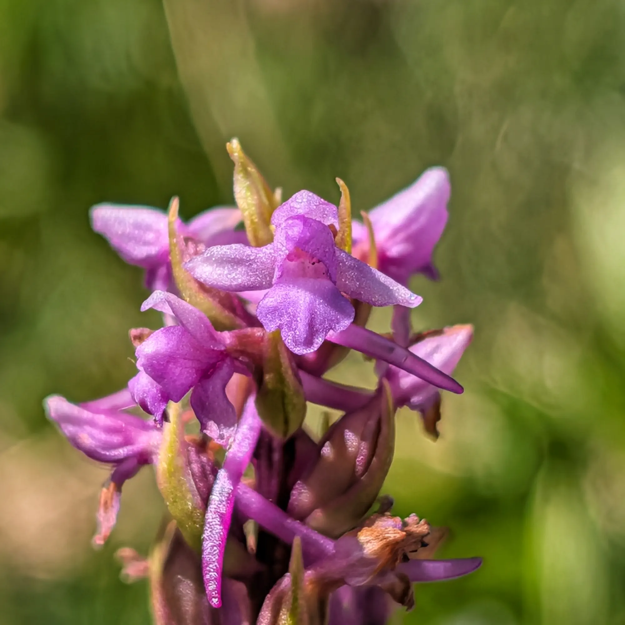 Una bella Gymnadenia conopsea en primer pla, capturada durant la ruta de Carros de Foc. Les seves delicades flors porpra-roses destaquen sobre la vegetació de muntanya. Primer pla d'un grup de flors d'orquídia de color porpra-rosa amb pètals amb textura i brots sobre un fons verd difuminat.