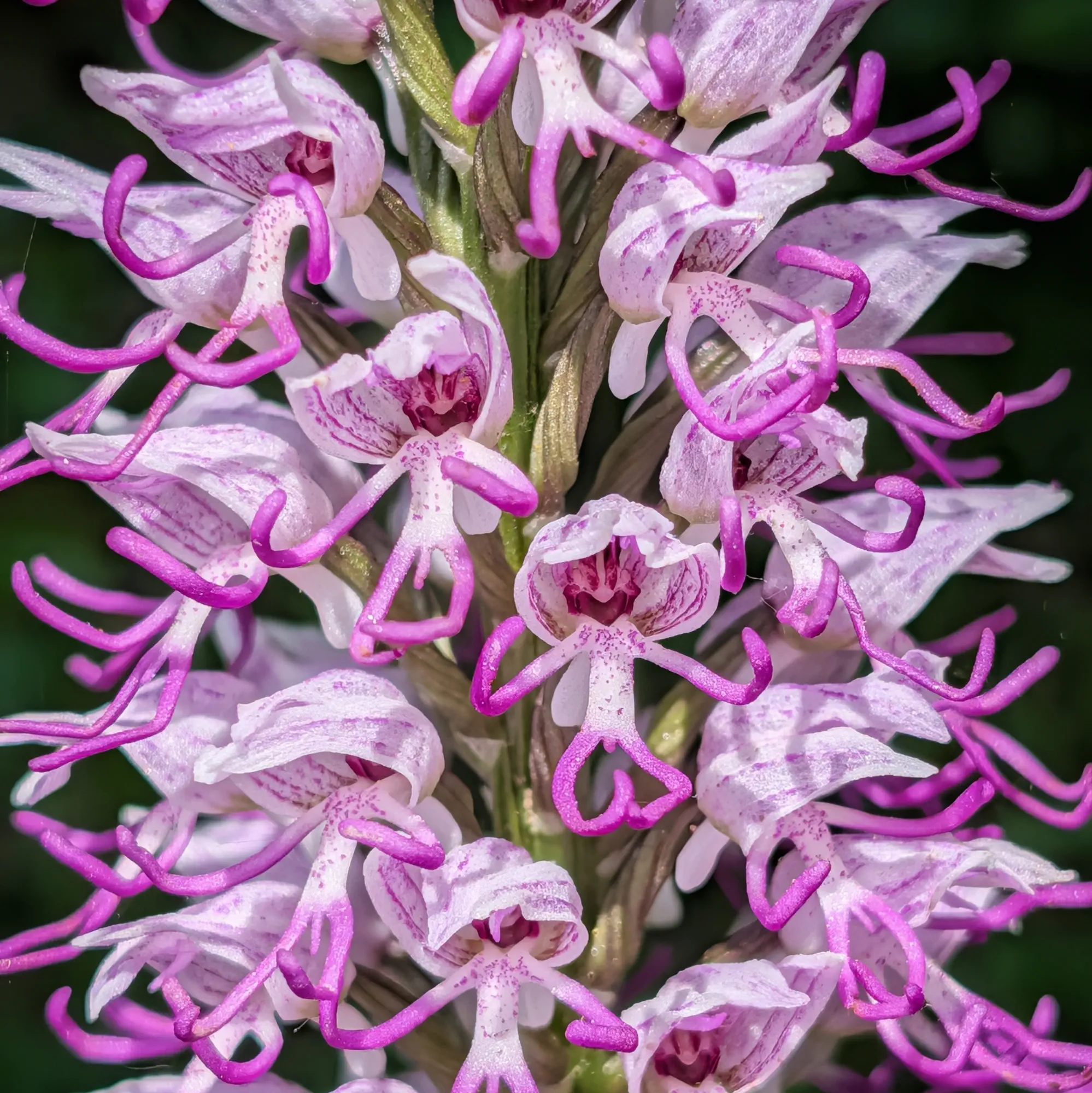 Orchis simia photographed during the Puig de les Àligues, Salt del Molí and Bellmunt route from Vidrà. This orchid stands out for the peculiar shape of its flowers, which resemble small monkeys. Close-up of a cluster of white and magenta monkey orchid (Orchis simia) flowers on a green stem.