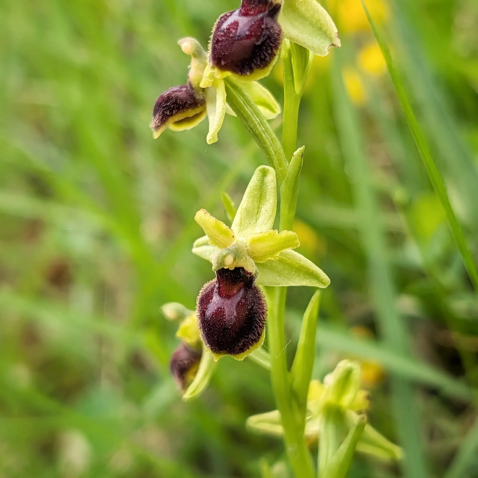 Ophrys araneola, the spider orchid, displaying its dark, velvety labella, photographed in Aude, France. A detailed view of the flowers in their natural habitat. Close-up of Ophrys araneola orchids with green petals and dark, velvety labellum in a blurred green field.