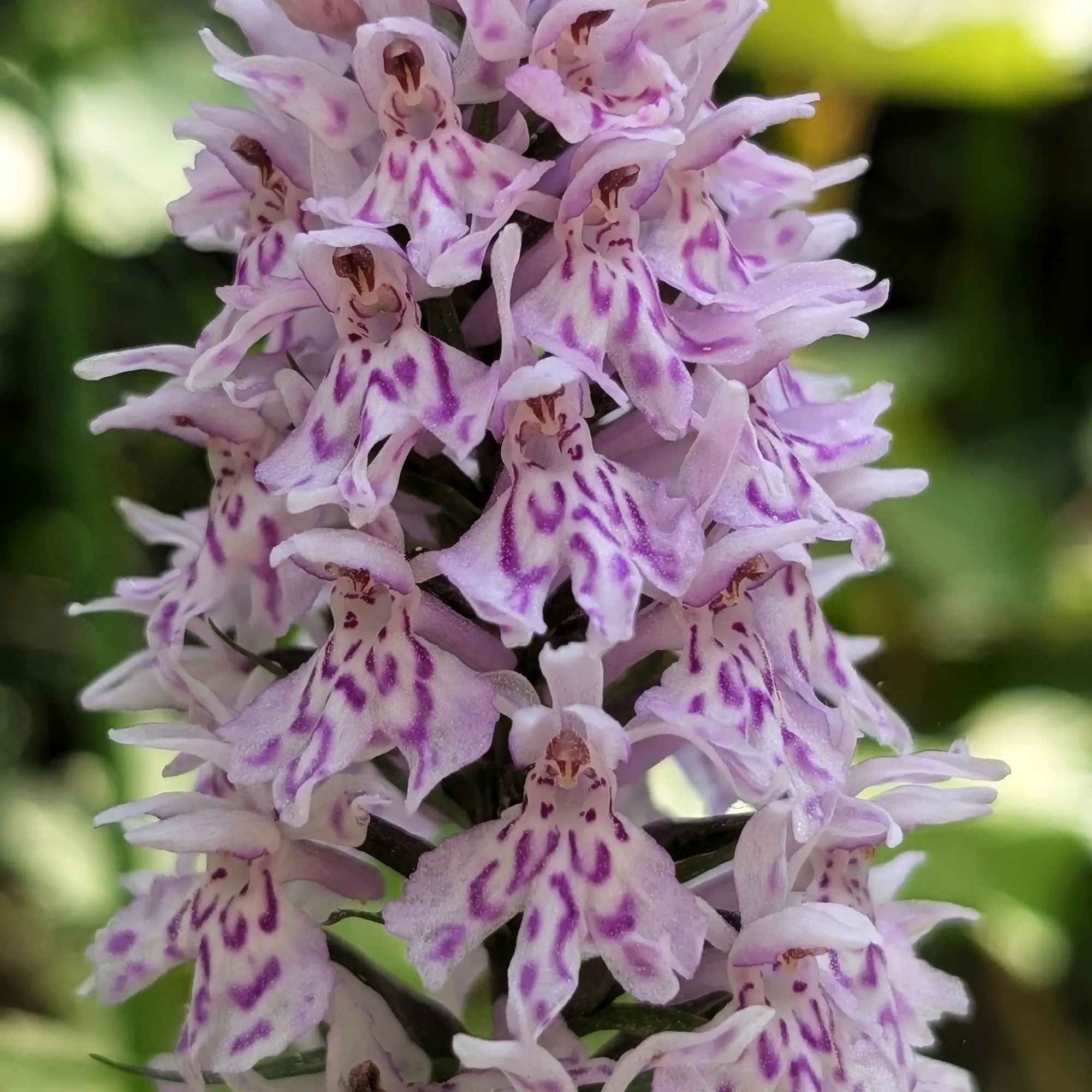 Detall d'un exemplar de Dactylorhiza fuchsii del Prepirineu català Detall d'un exemplar de Dactylorhiza fuchsii del Prepirineu català