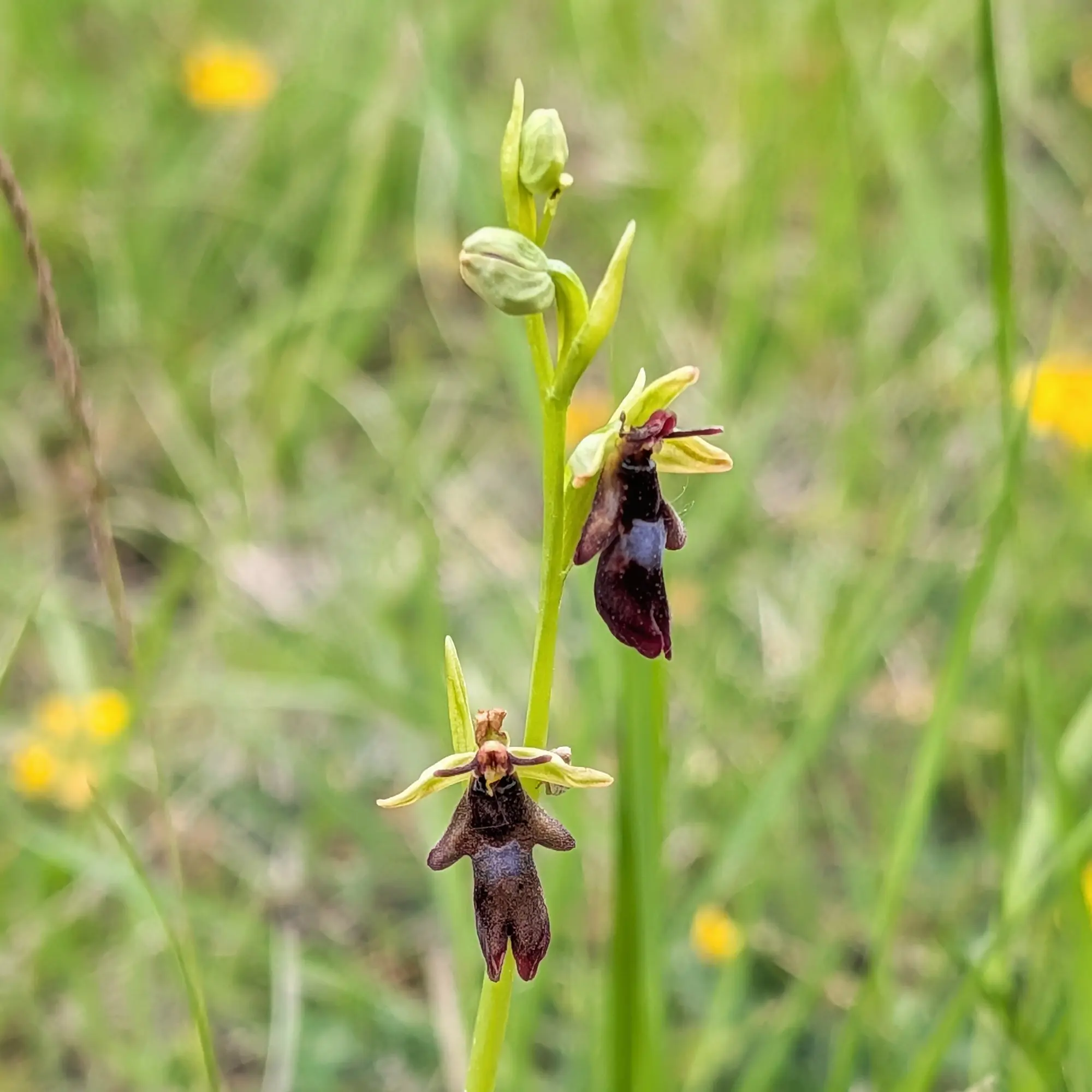 Ophrys insectifera, coneguda com a orquídia mosca, fotografiada a Aude (França). La imatge destaca les seves distintives flors amb un label fosc que imita insectes. Primer pla d'Ophrys insectifera, orquídia mosca, amb dues flors fosques d'aspecte insectoide en tija verda i fons borrós verd i groc.