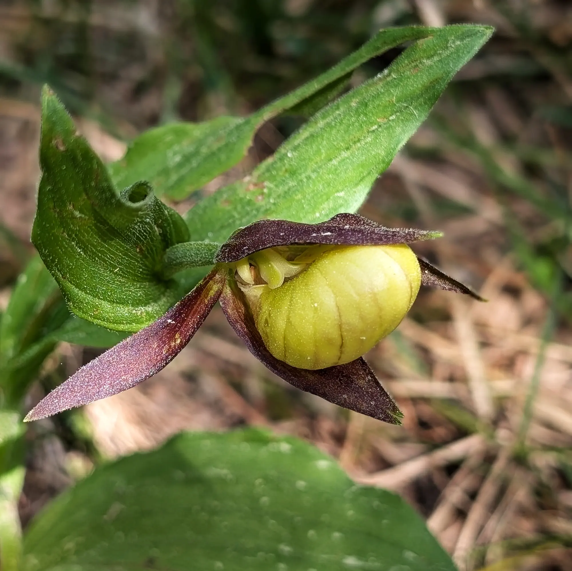 Specimen of Cypripedium calceolus from the Catalan Pre-Pyrenees Specimen of Cypripedium calceolus from the Catalan Pre-Pyrenees