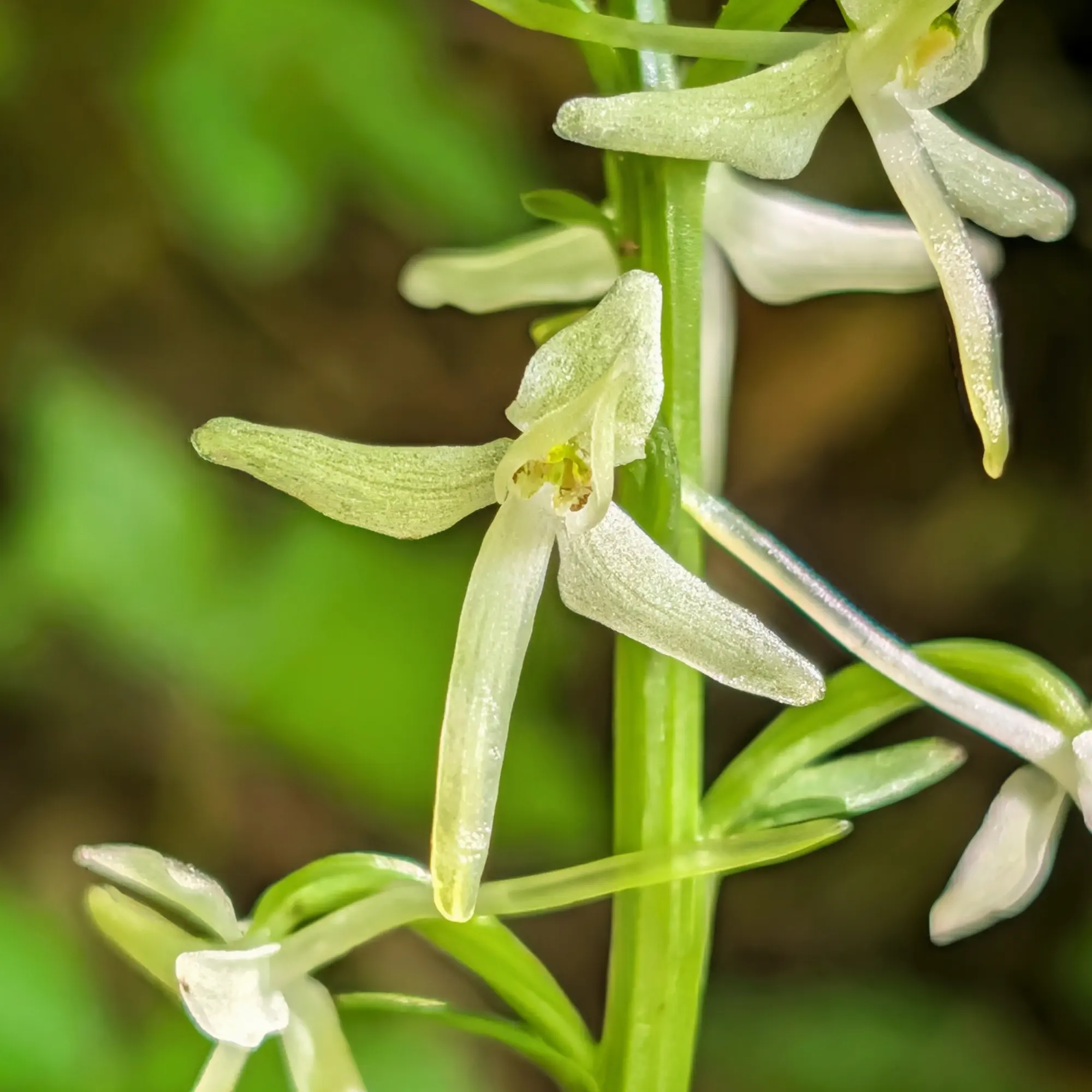 Observation of Platanthera chlorantha in Vidrà Observation of Platanthera chlorantha in Vidrà