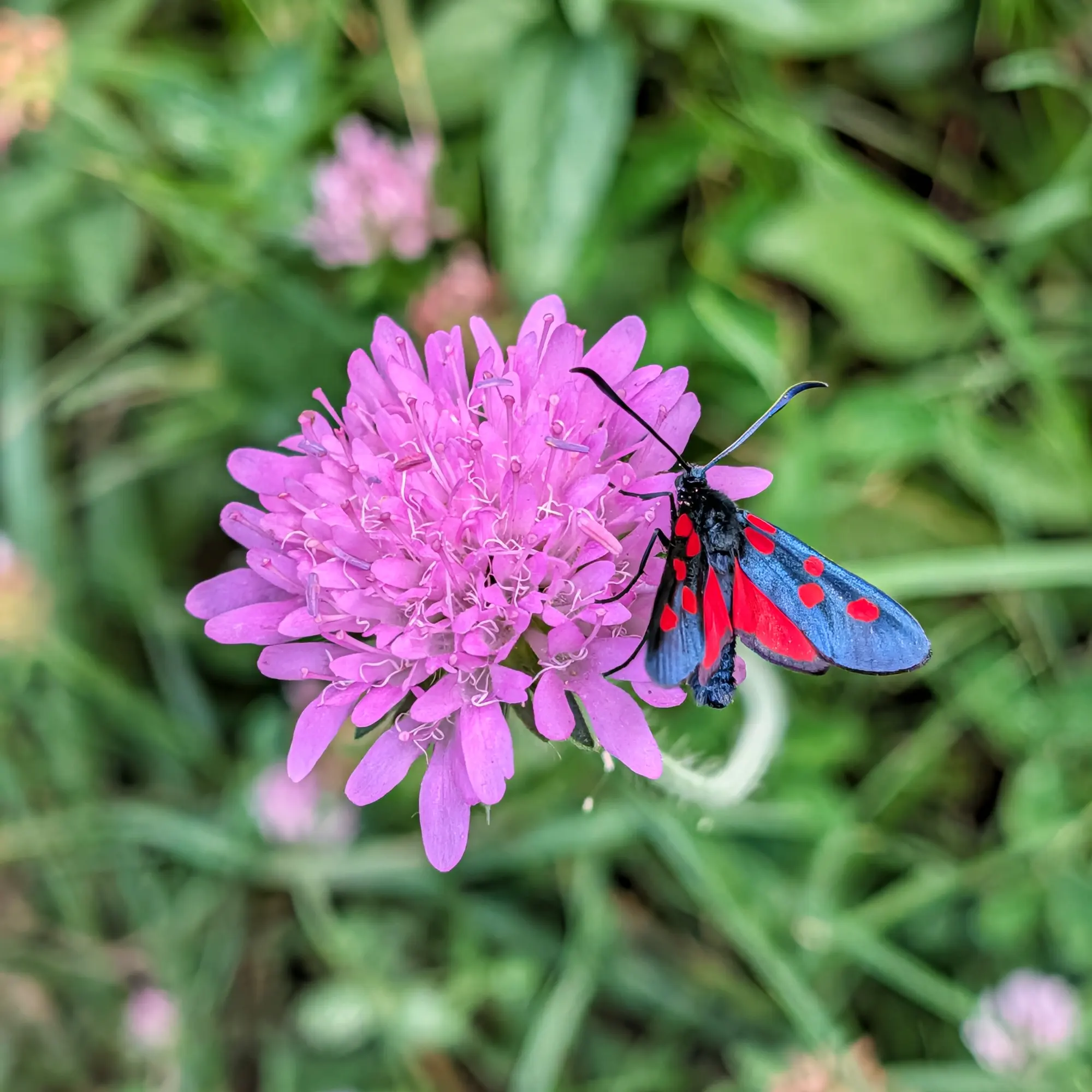 A vibrant burnet moth (Zygaena) with red and blue wings rests on a pink scabious flower, captured during an outing from the Montgrony Sanctuary. Close-up of a black moth with red spots and blue wings on a vibrant pink scabious flower, green blurred background.