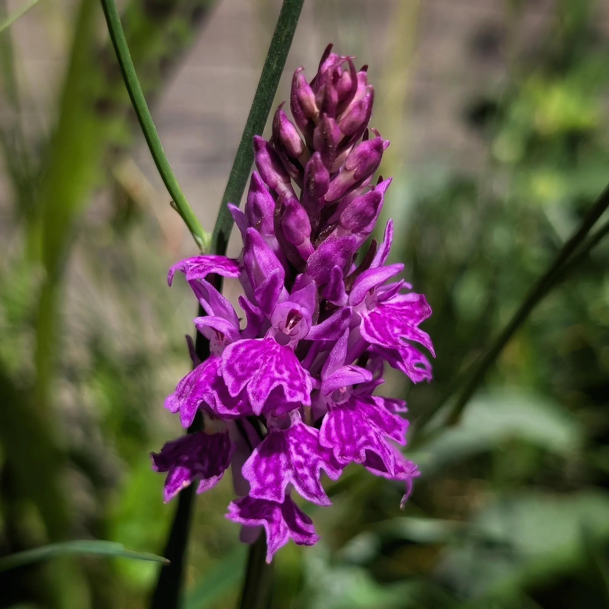 Inflorescence detail of Dactylorhiza maculata Detail of the spotted pattern and the deeply lobed labellum of the flower.