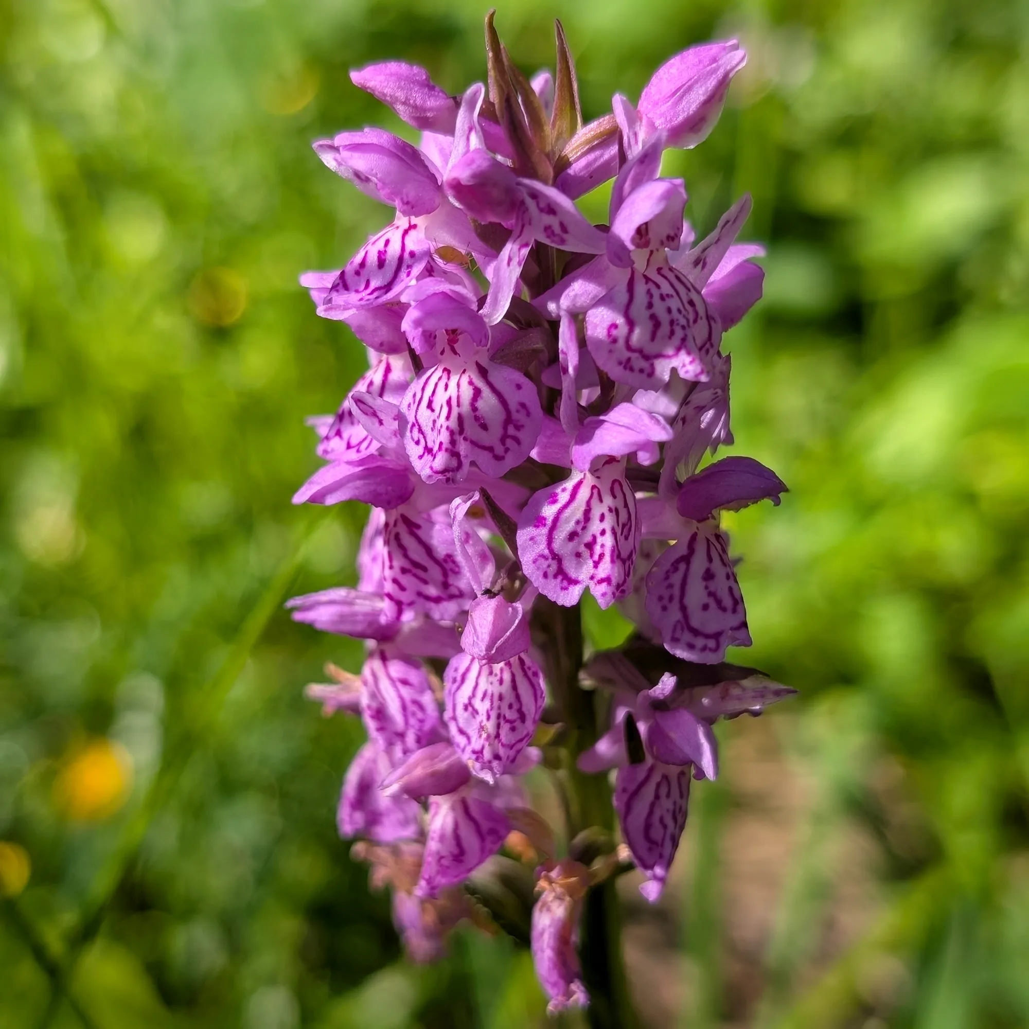 Primer plano de una Dactylorhiza maculata a pleno sol Inflorescencia de una Dactylorhiza maculata brillante bajo el sol, con un fondo verde desvanecido.