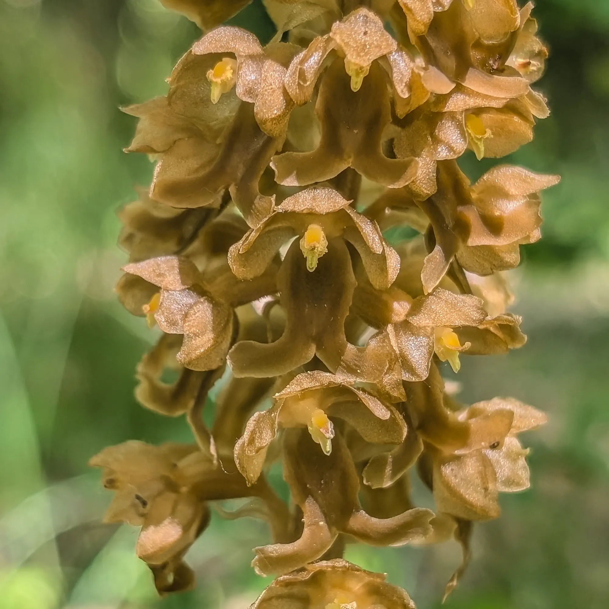 Un ejemplar de Neottia nidus-avis, la orquídea nido de pájaro, fotografiado en su hábitat natural dentro de un hayedo exuberante. Esta especie micoheterótrofa es un indicador de la riqueza ecológica del sotobosque, a menudo encontrada en bosques húmedos cerca de puntos de referencia como el Faro. Neottia nidus-avis en primer plano dentro de un hayedo, con su distintiva tonalidad pardusca.
