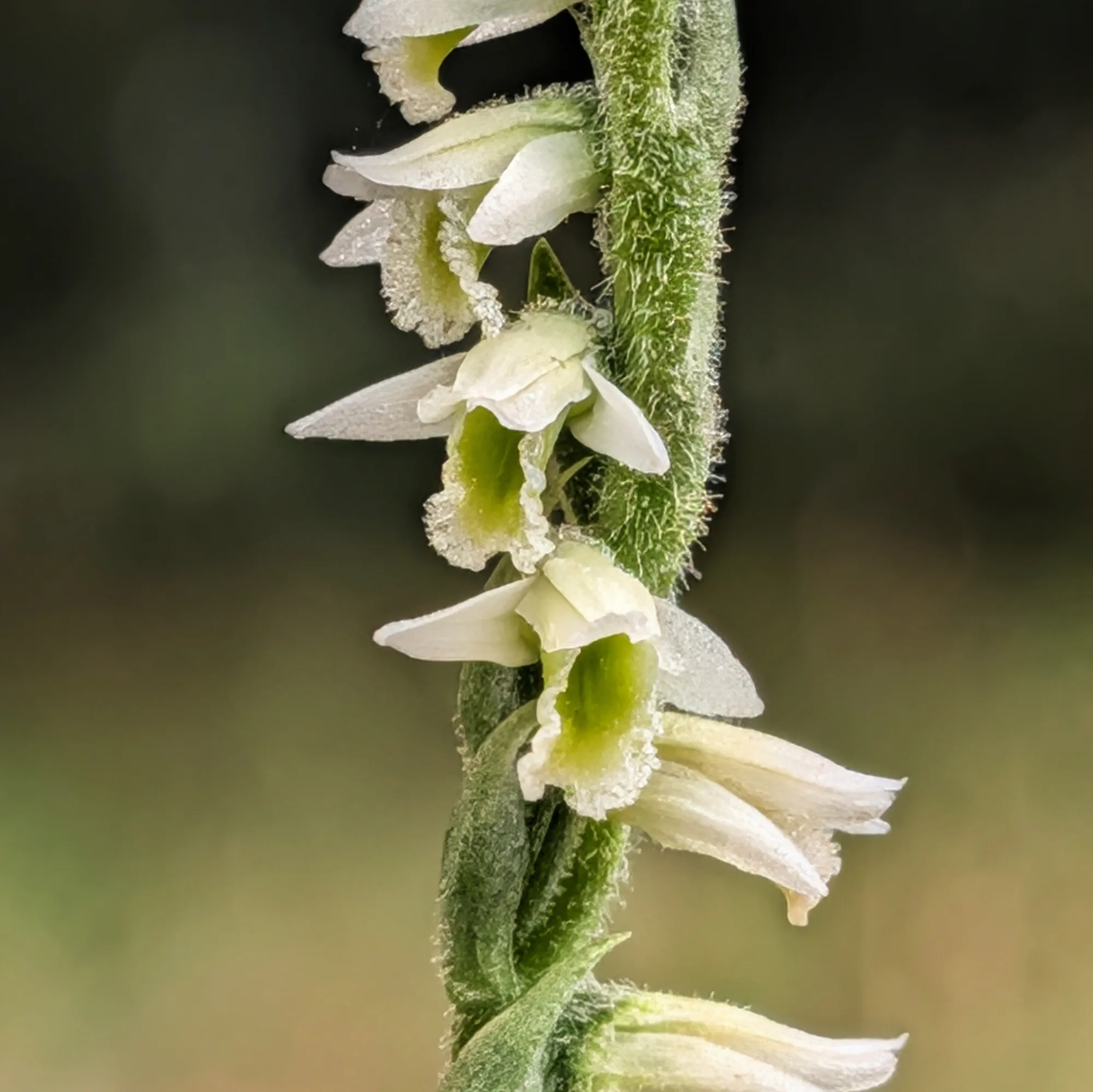 Spiranthes spiralis Spiranthes spiralis