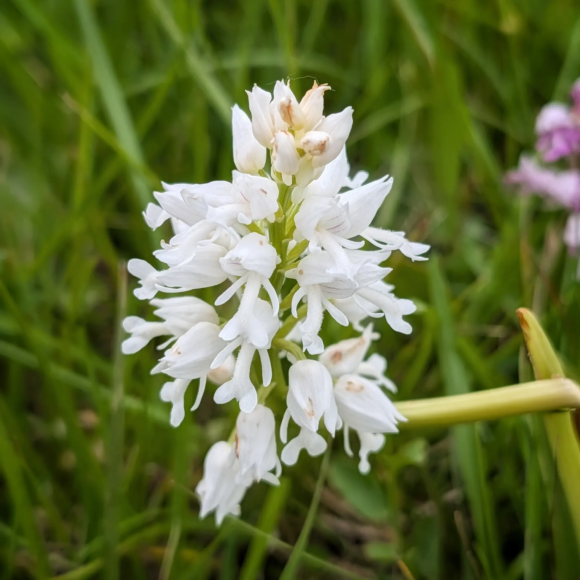 A rare hypochromatic variety of the Military Orchid (Orchis militaris) displaying its white flowers in Aude, France. The species typically features purple-pink blooms. Close-up of a white hypochromatic Military Orchid (Orchis militaris) inflorescence against blurry green grass.