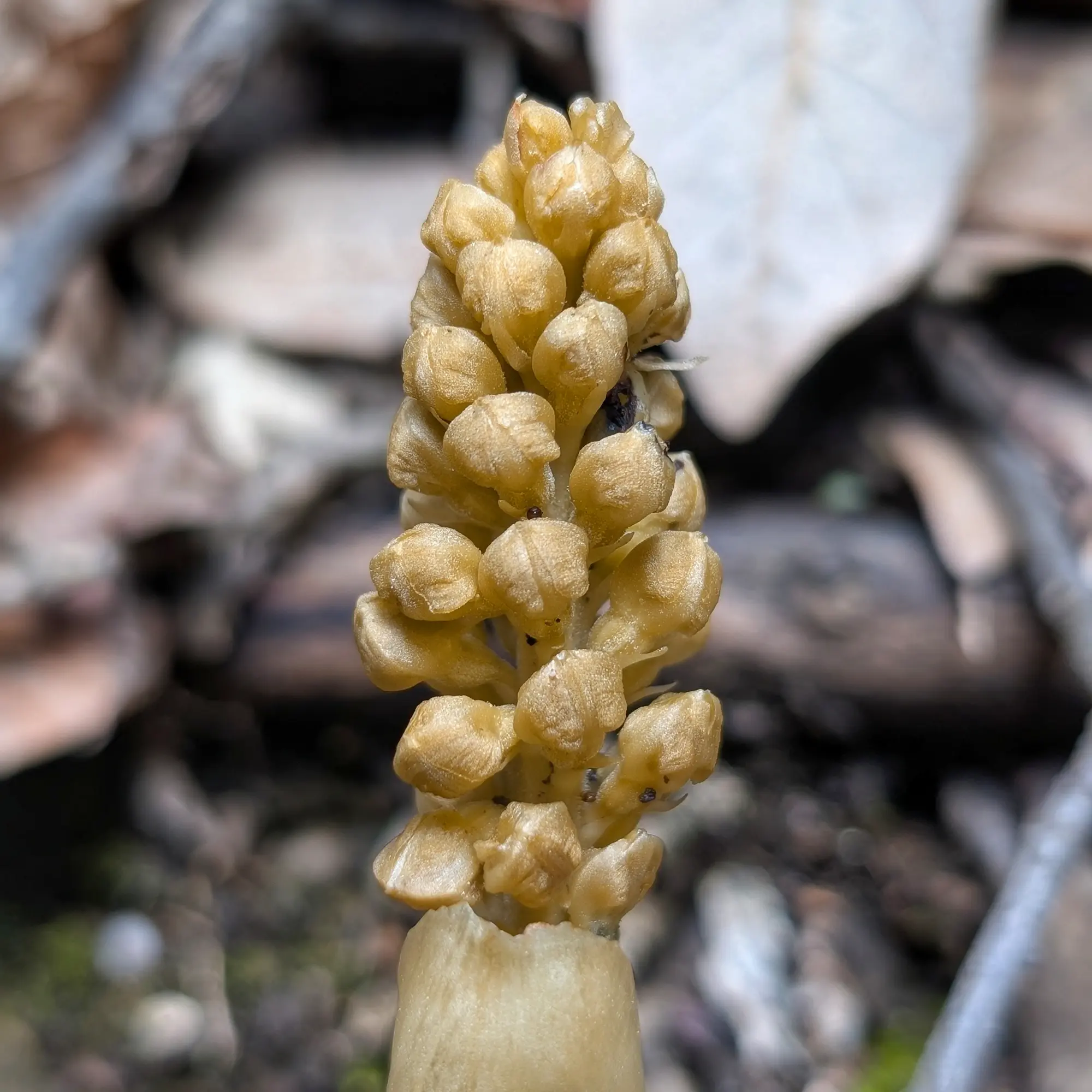 A Neottia nidus-avis, commonly known as the bird's-nest orchid, photographed during a beautiful hike in Montserrat. A unique discovery. Close-up of a pale yellow bird's-nest orchid (*Neottia nidus-avis*) spike with many closed buds against a blurred forest floor.
