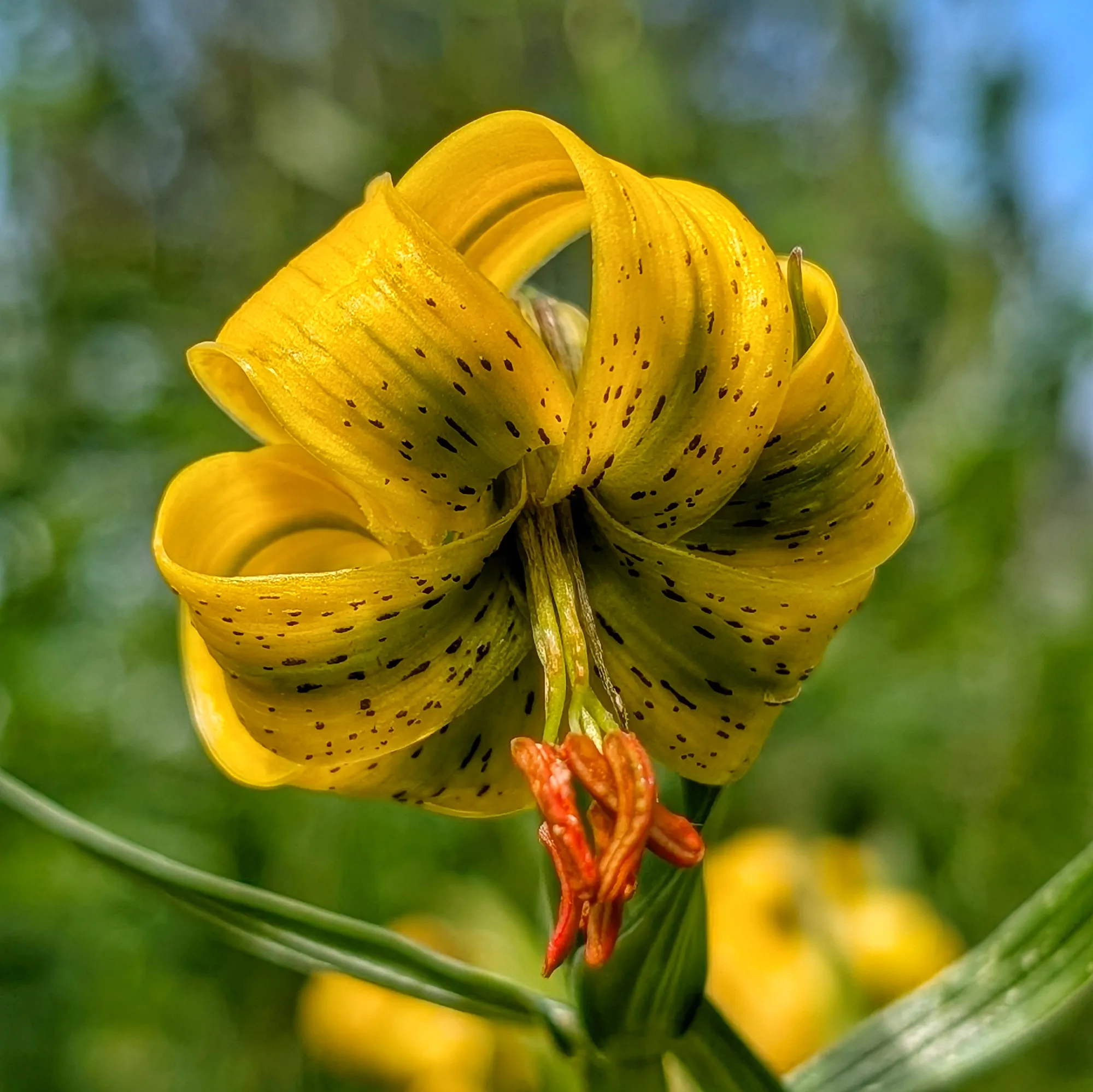 Yellow Lilium in Incles Valley Detail of the Lilium pyrenaicum, open with curved petals.