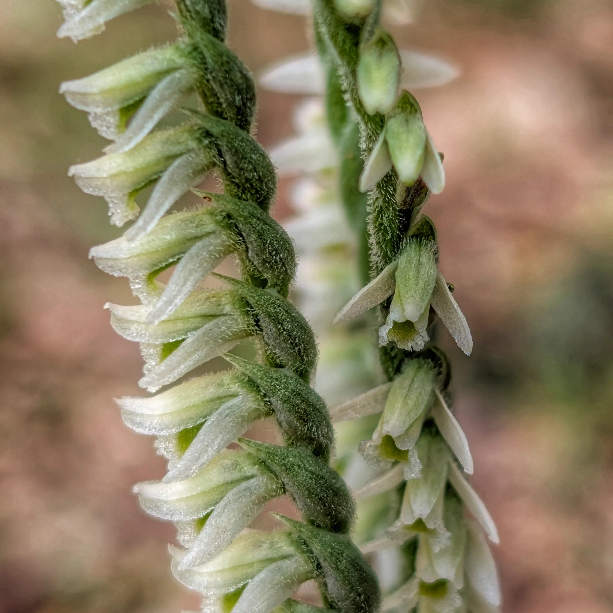 Spiranthes spiralis Spiranthes spiralis