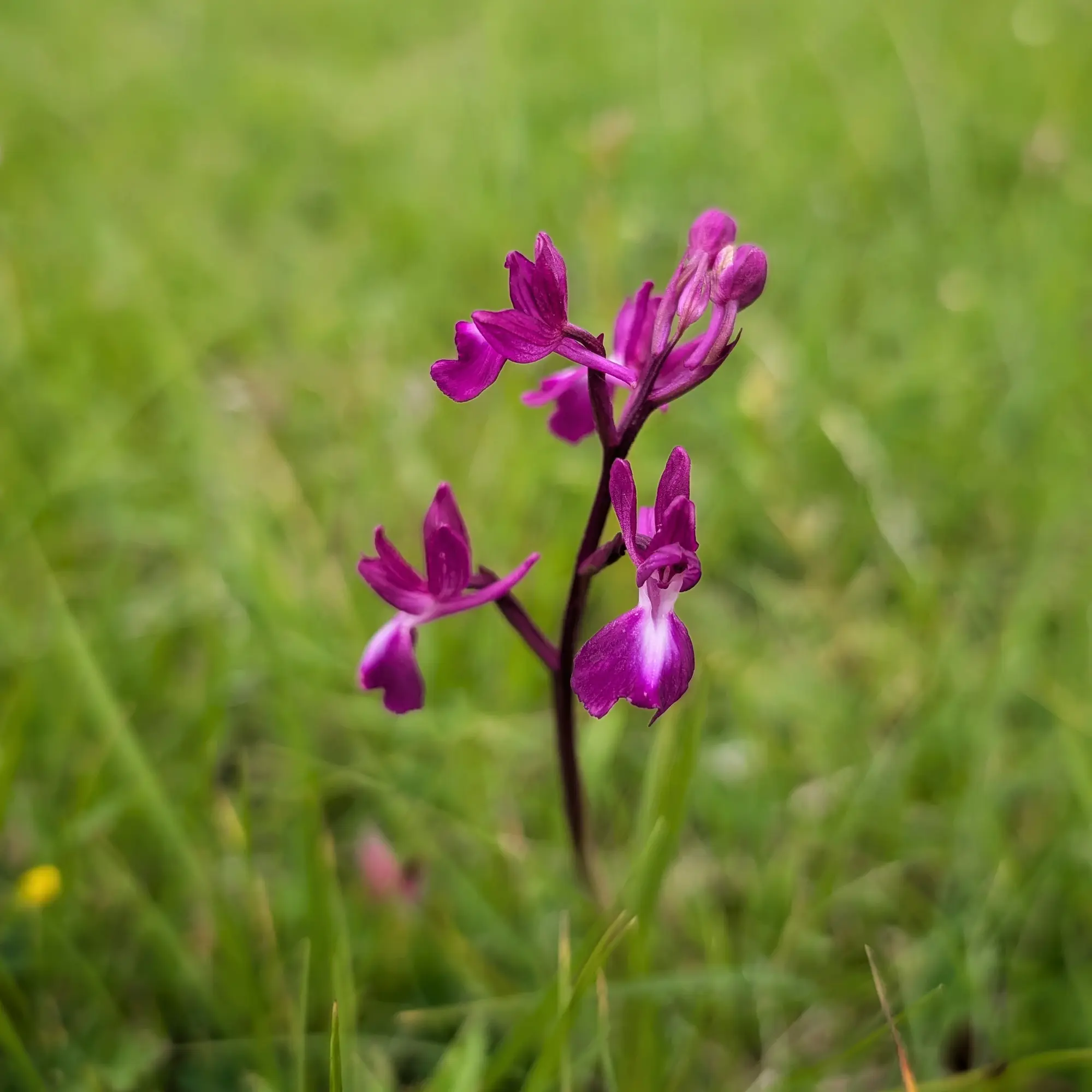 Anacamptis laxiflora, l'orquídia de flor laxa, fotografiada a l'Aude (França). Primer pla d'Anacamptis laxiflora, una orquídia magenta amb marques blanques, sobre herba verda borrosa.
