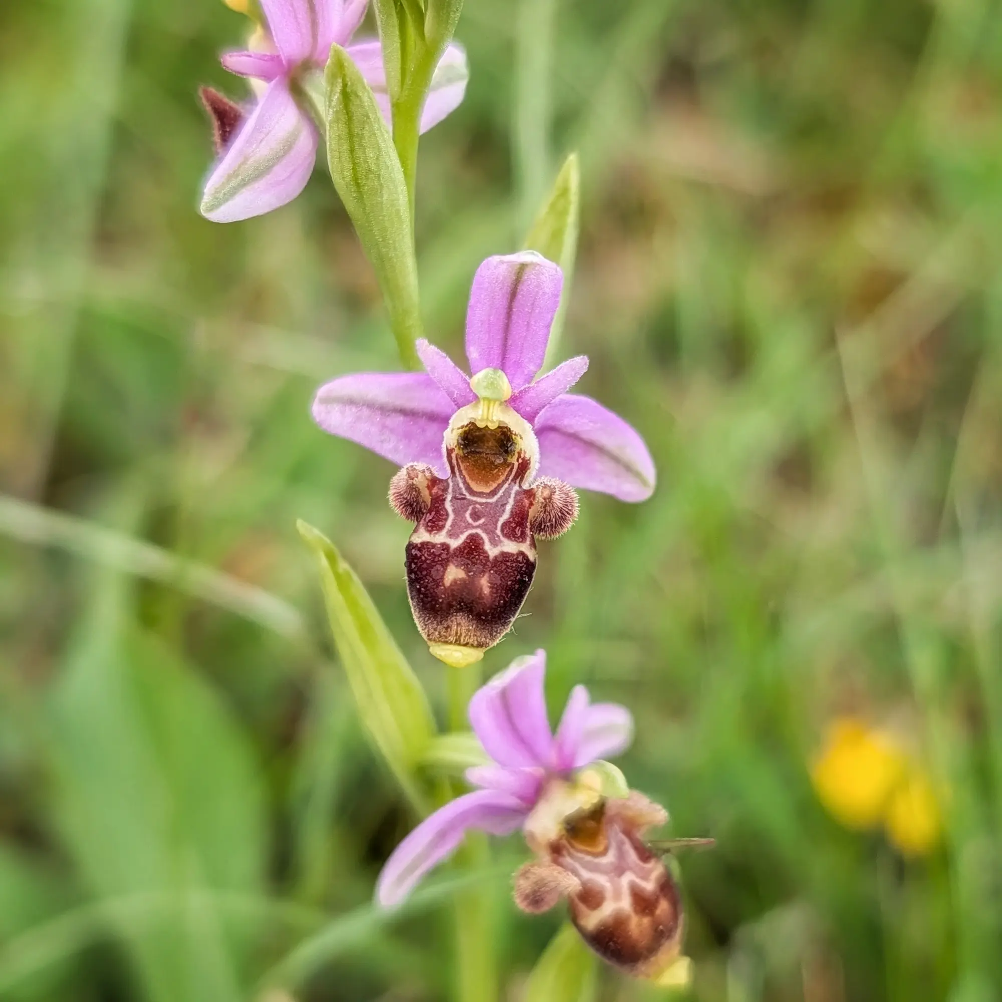 A Woodcock Orchid (Ophrys scolopax) displaying its distinctive insect-like labellum, photographed in Aude, France. Close-up of a Woodcock Orchid (Ophrys scolopax) showing pink petals and a dark, patterned labellum in green foliage.