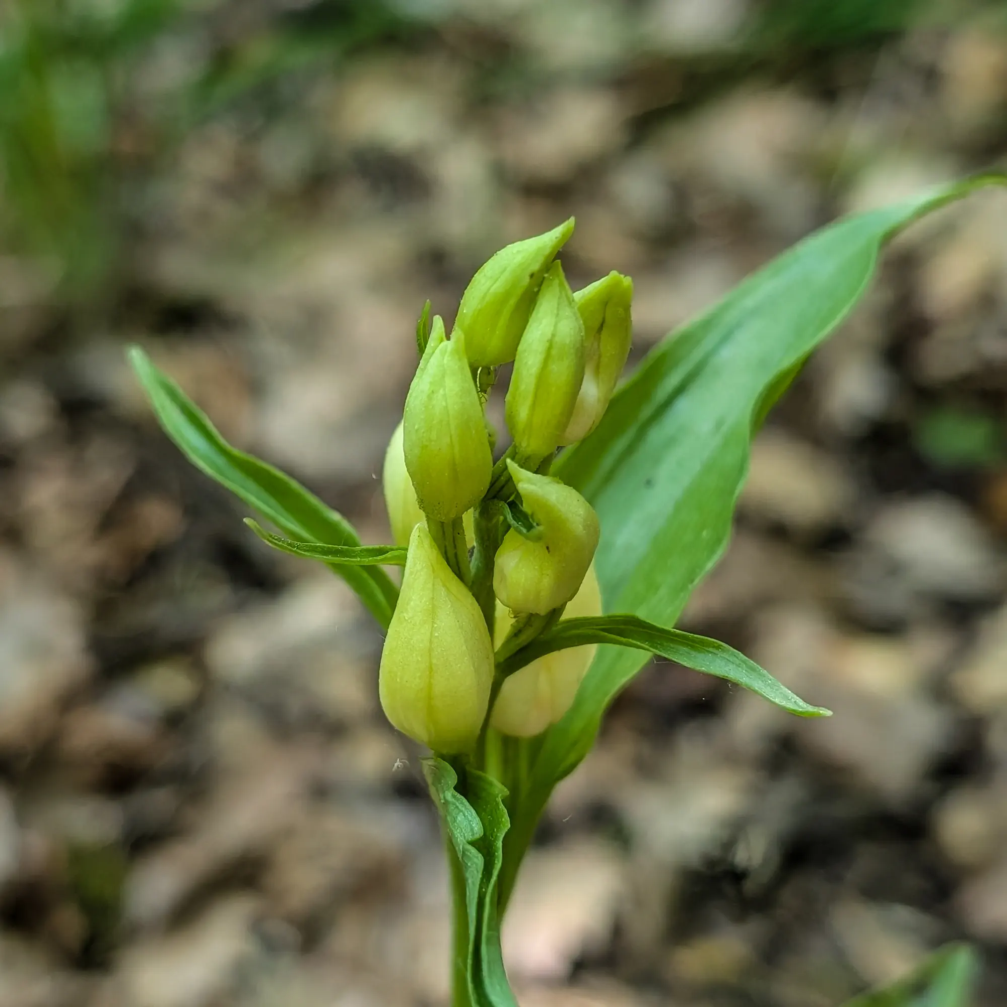 Un exemplar de Cephalanthera damasonium fotografiat durant l'ascensió a El Far des de Sant Martí Sacalm. La troballa es va produir a prop de la carretera, en el tram entre l'Ermita de Santa Anna i el Santuari del Far. Orquídia Cephalanthera damasonium prop d'una carretera de muntanya.