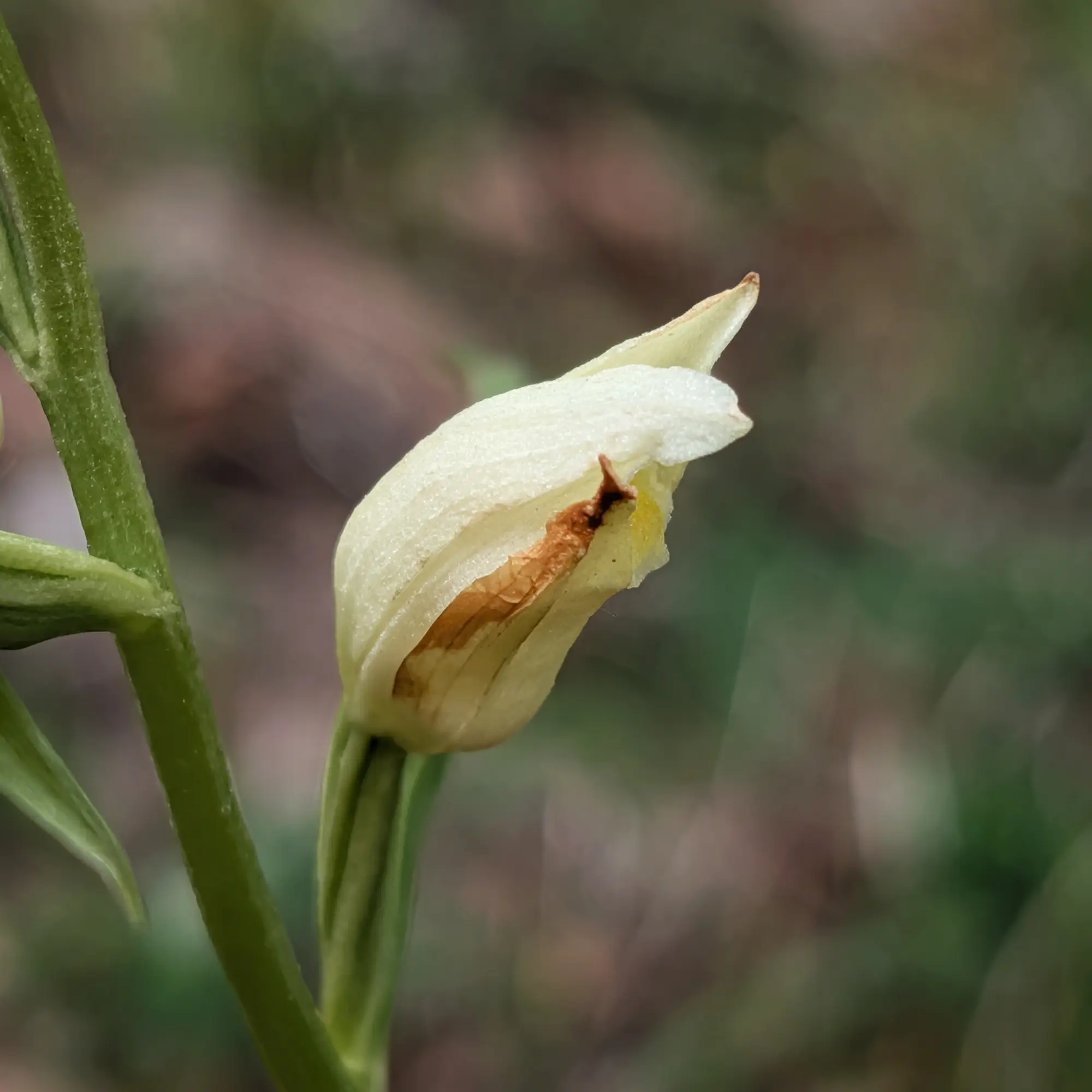 Cephalanthera damasonium, commonly known as White Helleborine, photographed in Aude, France. A detailed view of a creamy-white flower bud beginning to open. Close-up of a White Helleborine (Cephalanthera damasonium) flower bud with creamy white petals and brown internal details.