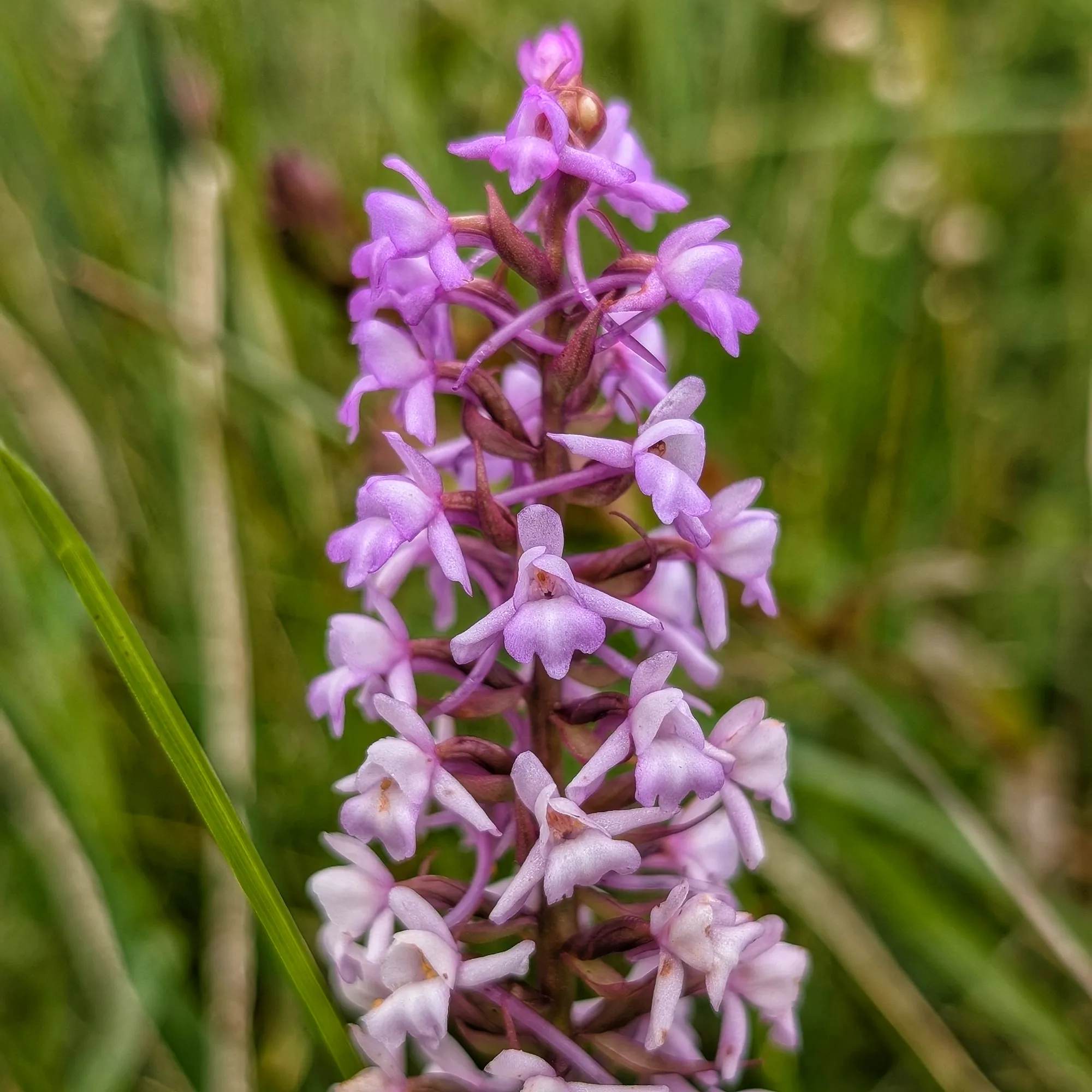 Gymnadenia conopsea: Lilac flowers on a spike Detail of the Gymnadenia conopsea inflorescence, light lilac in colour.