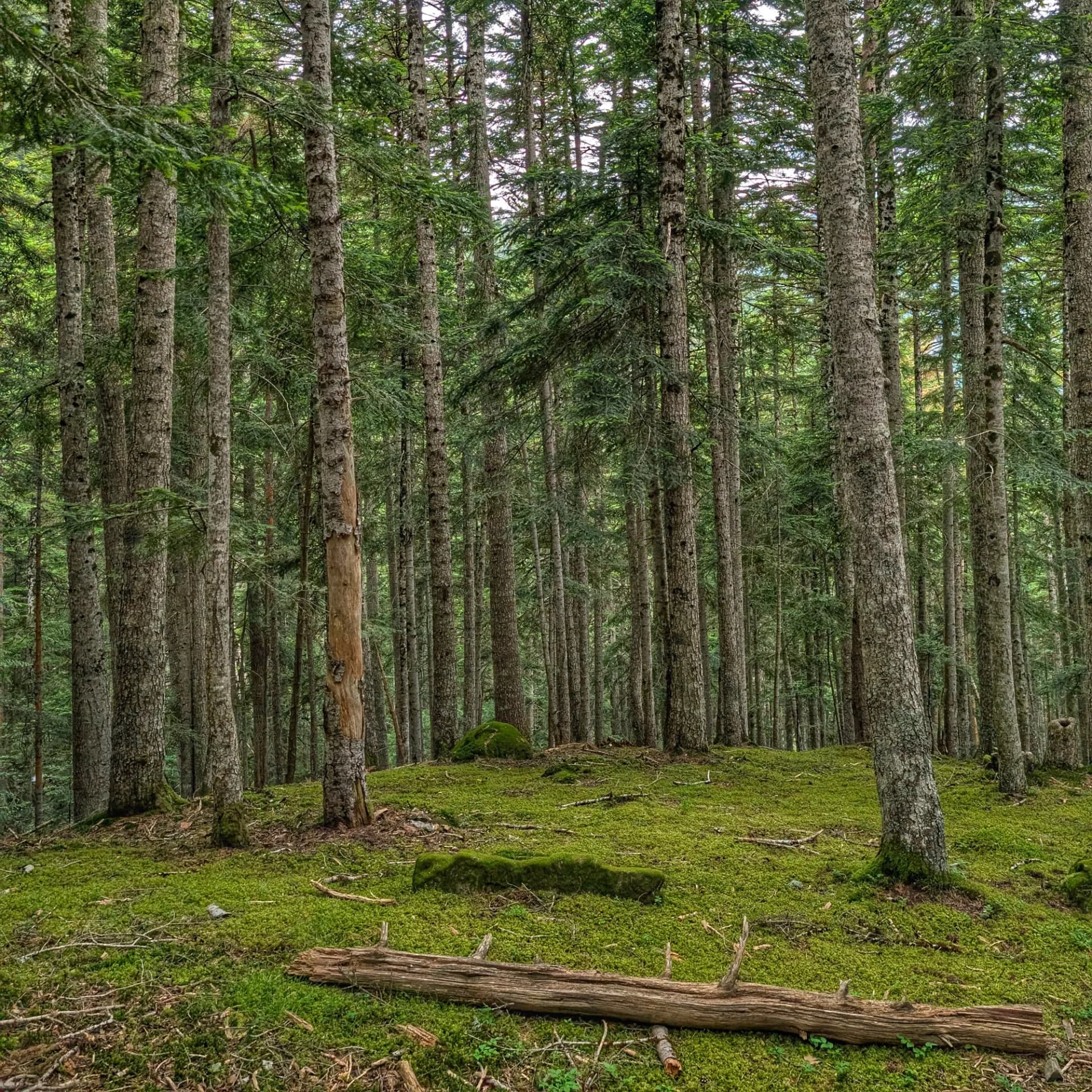 Bosc del Gerdar Bosc del Gerdar