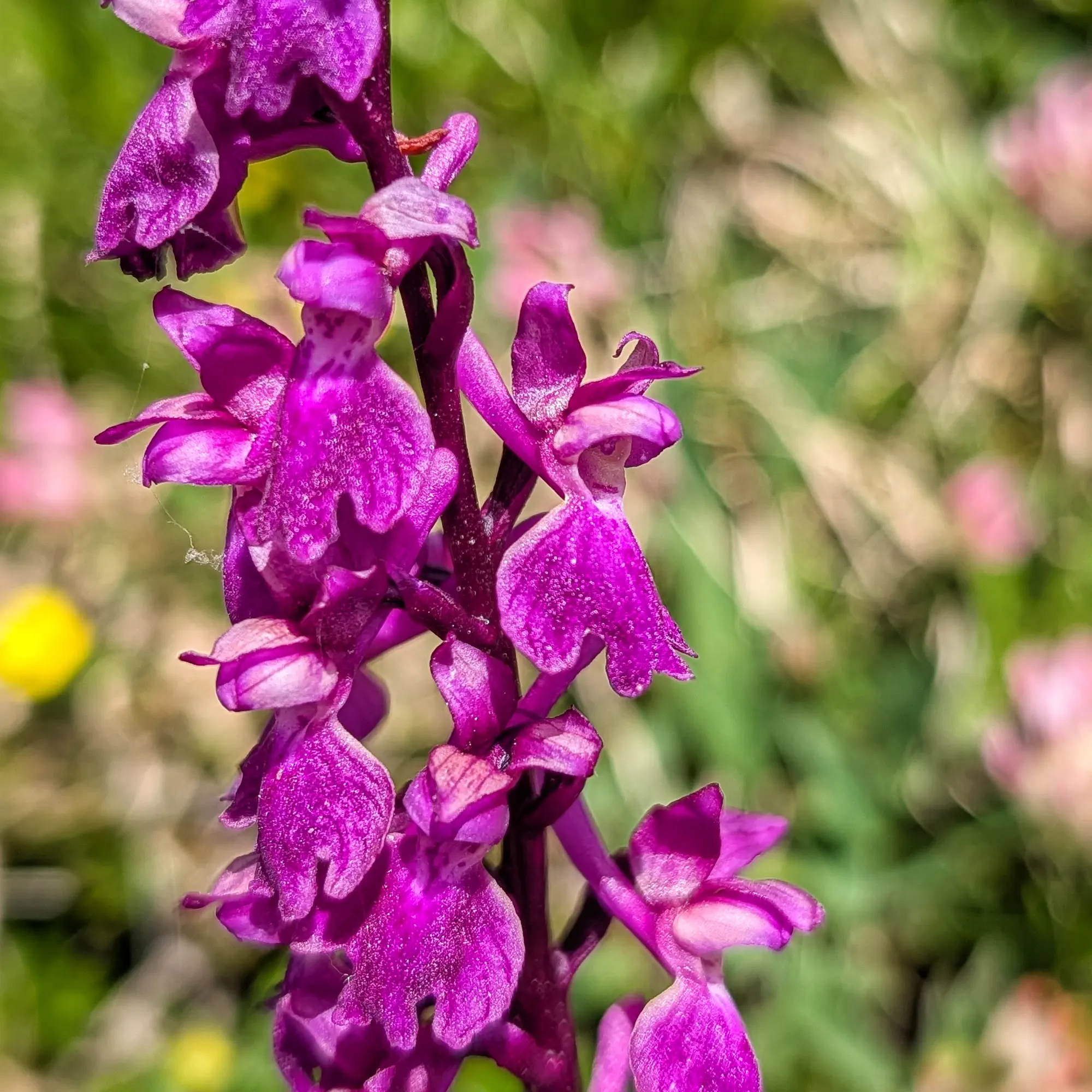 Una Orchis mascula trobada florint prop dels escènics Ibones de Barbarisa. Un bell exemple de la flora pirinenca. Primer pla d'una Orchis mascula amb pètals morats i fullatge verd.