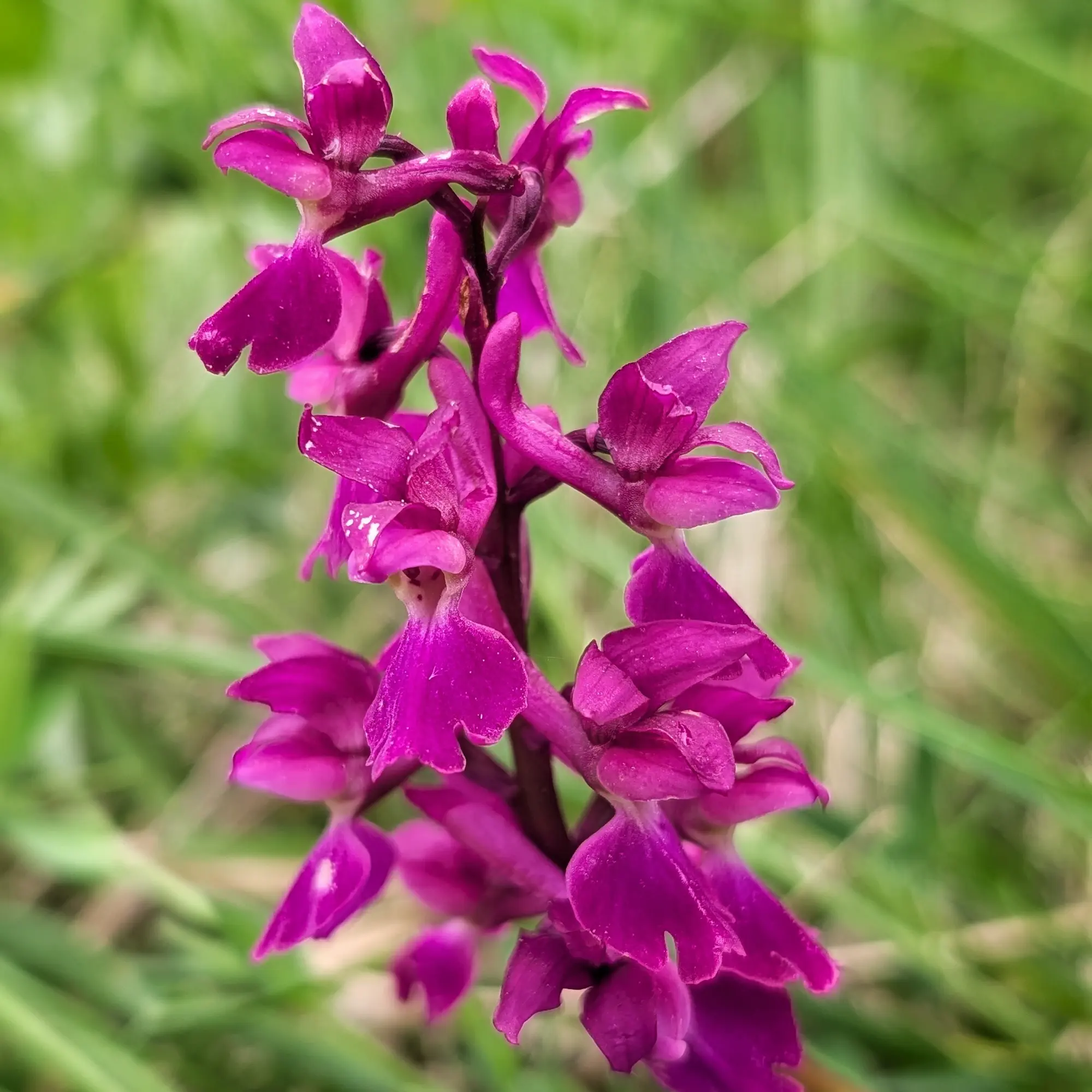 Un exemplar d'Orchis mascula amb hipercromia, fotografiat a l'Aude (França). Primer pla d'una orquídia Orchis mascula amb flors violeta intens, sobre fons verd difuminat.