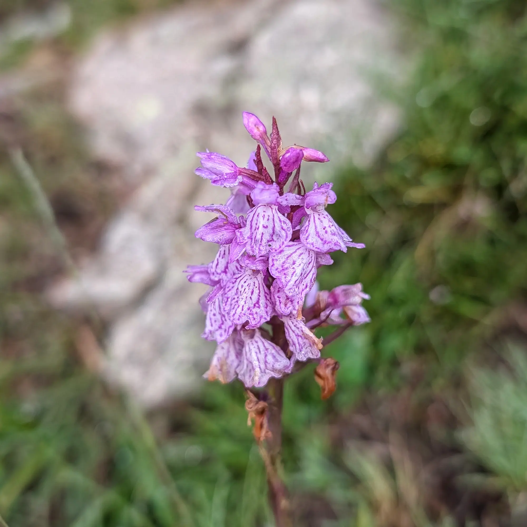 A beautiful Dactylorhiza maculata (spotted orchid) adorned with dew drops, captured during the scenic route to the ascent of Carlit Peak. Close-up of a purple-pink spotted orchid with dew drops on its petals, set against a blurred green and light background.