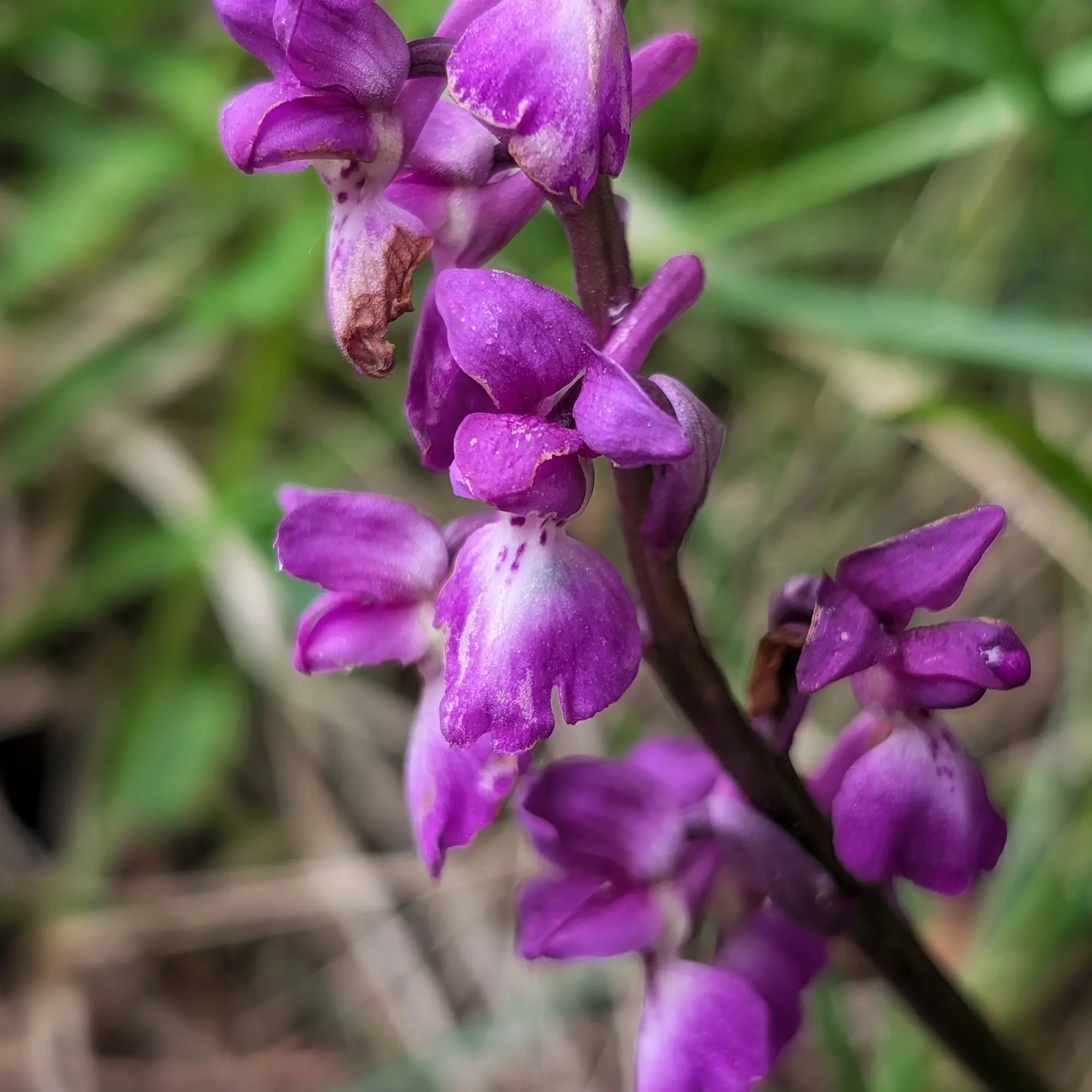 Orchis mascula, l'orquídea mascle, fotografiada a l'Aude (França). Detalls de les flors porpres amb taques al label. Primer pla d'Orchis mascula porpra amb taques i fons verd borrós.