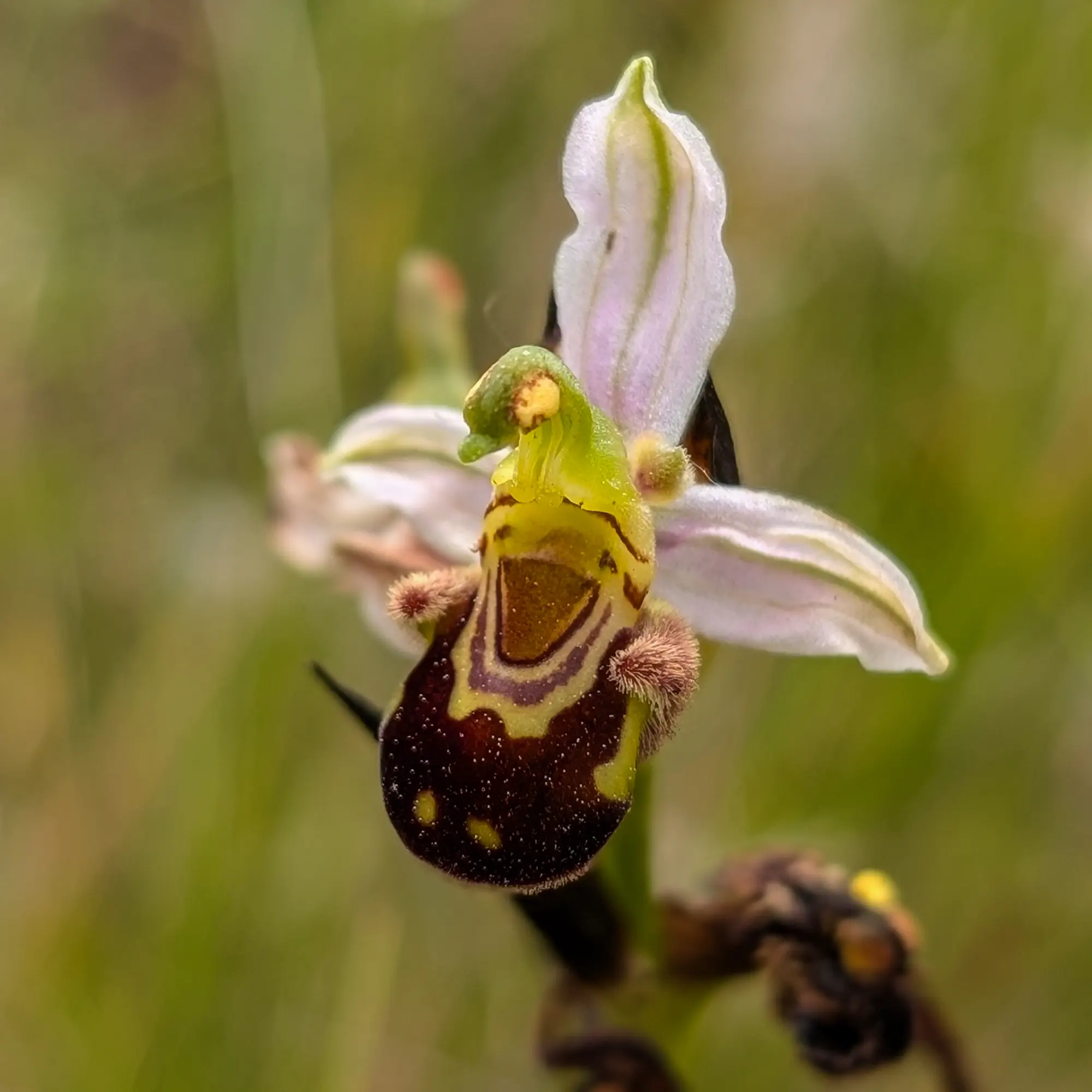 Specimen of Ophrys apifera with the last intact flower from the Corbières (France) Specimen of Ophrys apifera with the last intact flower from the Corbières (France)