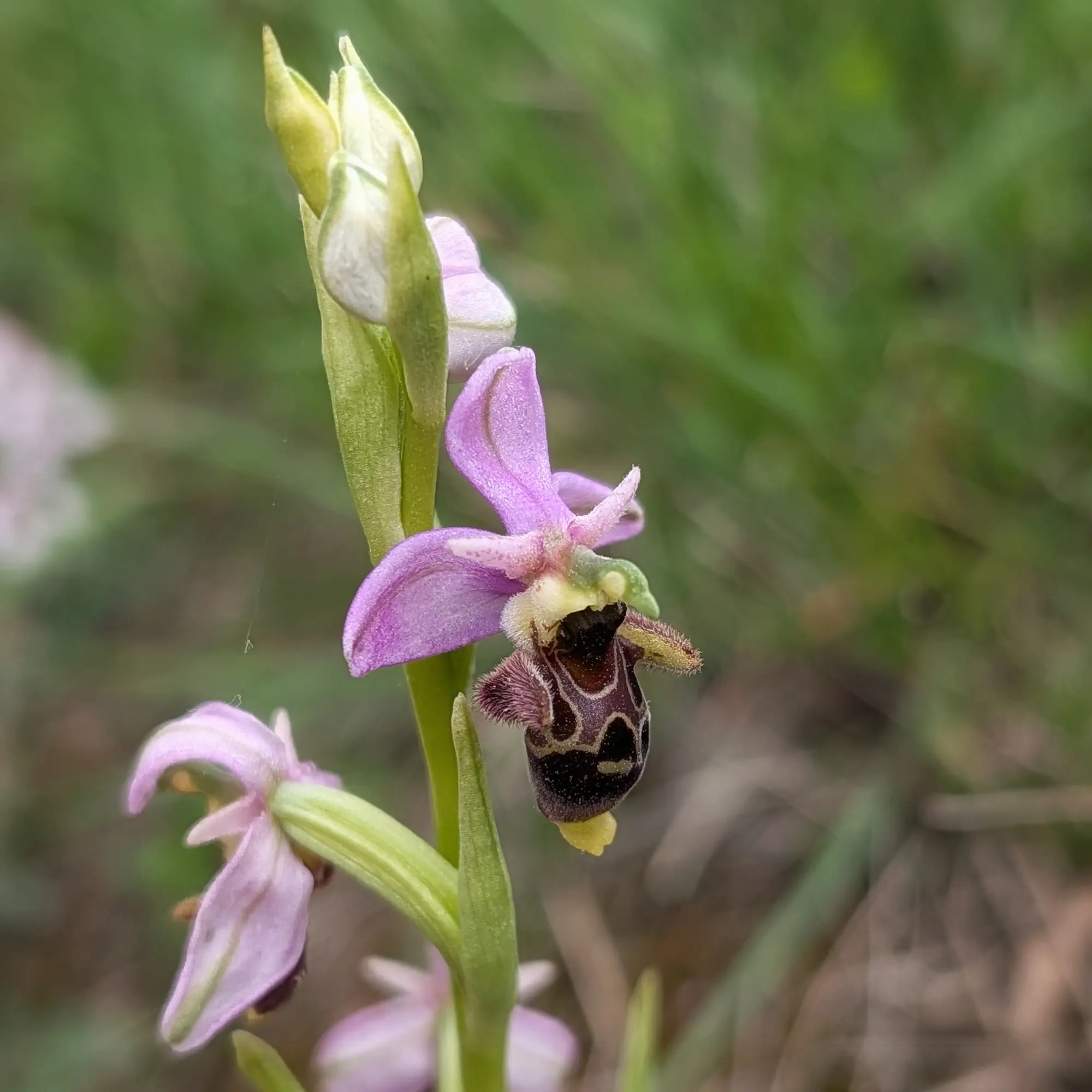 A detailed view of an Ophrys scolopax orchid in bloom, showcasing its distinctive pink petals and a dark, patterned, fuzzy labellum. Photographed in Aude, France. Close-up of a vibrant Ophrys scolopax orchid with pink petals and a dark, patterned, fuzzy labellum, on a green blurred background.