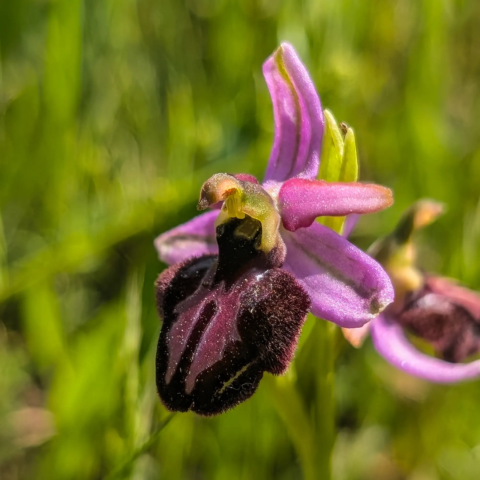Numerous Ophrys catalaunica specimens in bloom in the meadows of Sant Martí Sacalm, documented during the ascent to El Far. This orchid, recognizable by its distinctive pink-lilac color, is characteristic of this area. Pink-lilac Ophrys catalaunica orchid in a mountain meadow.