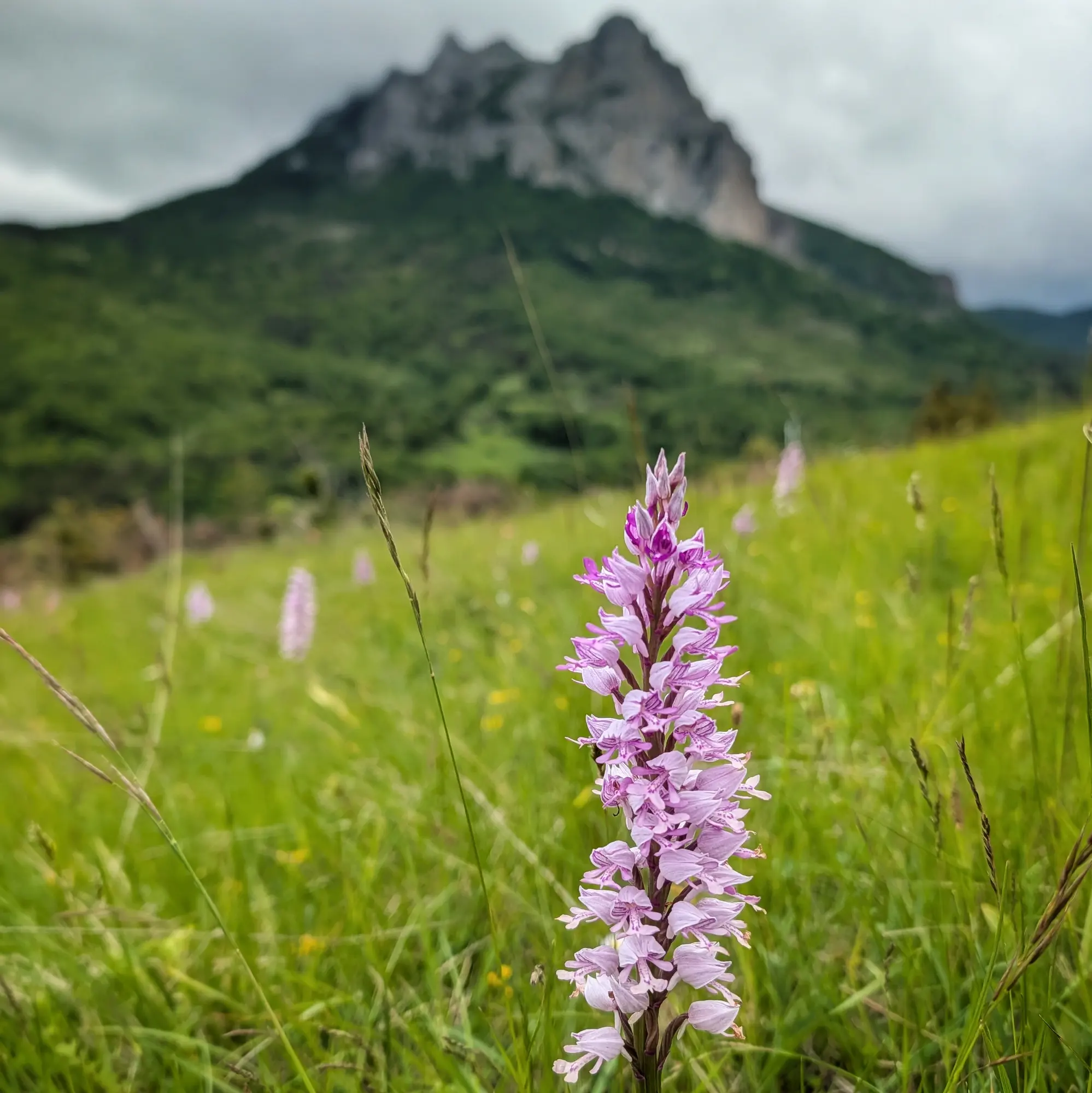 A military orchid (Orchis militaris) in bloom, photographed in a vibrant green meadow in Aude, France, with a rugged mountain landscape under a cloudy sky in the background. Close-up of a purple and white military orchid (Orchis militaris) in a green field with a blurred mountain background.