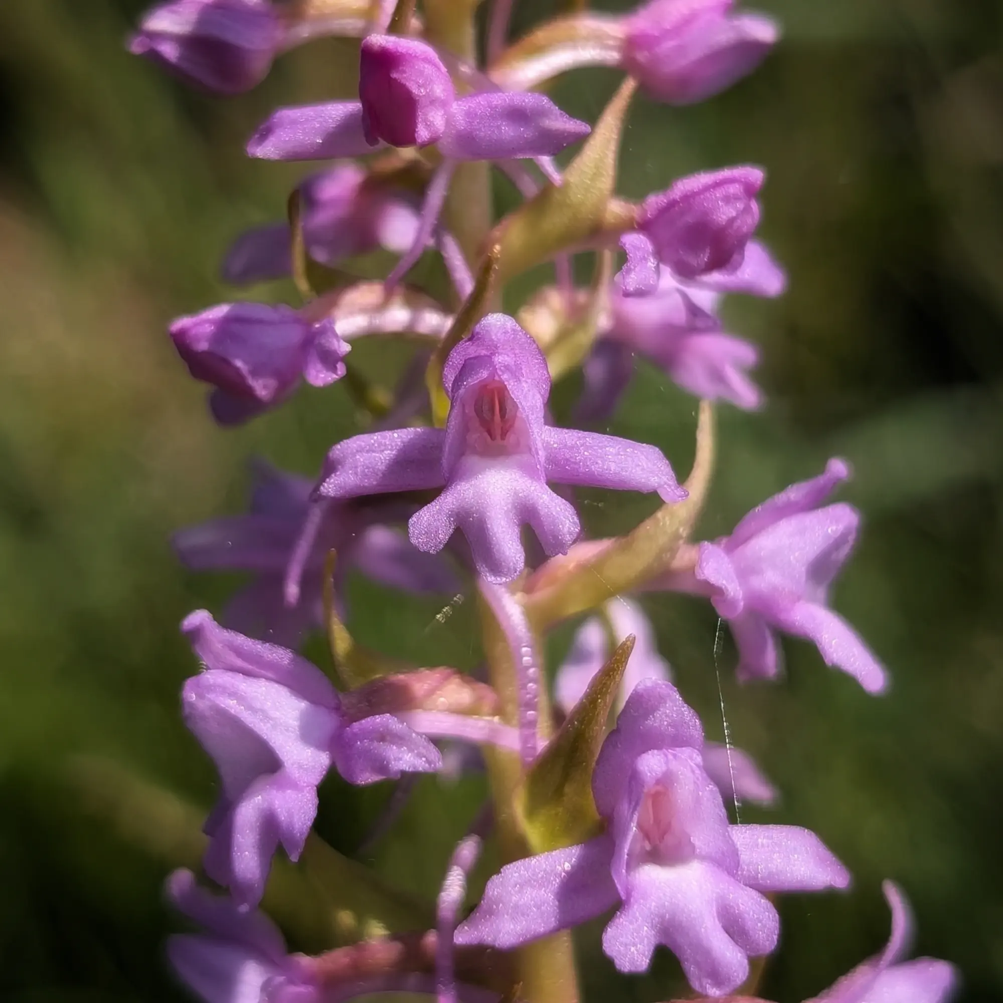 Detall d'un exemplar de Gymnadenia conopsea del Prepirineu català Detall d'un exemplar de Gymnadenia conopsea del Prepirineu català