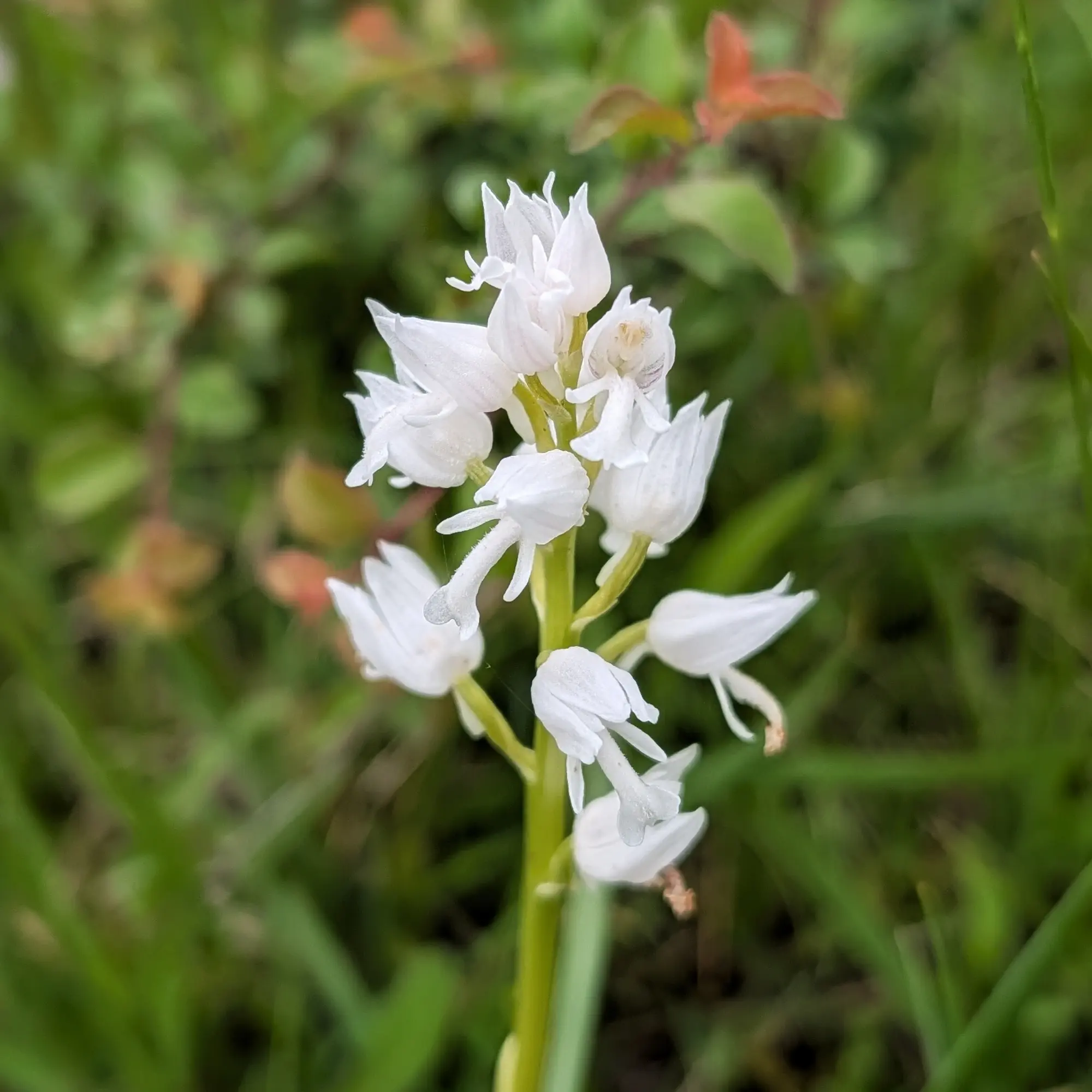 A hypochromatic Military Orchid (Orchis militaris), a white variant of the species, photographed in Aude, France. Close-up of a hypochromatic Military Orchid (Orchis militaris) with white flowers against a blurry green background.