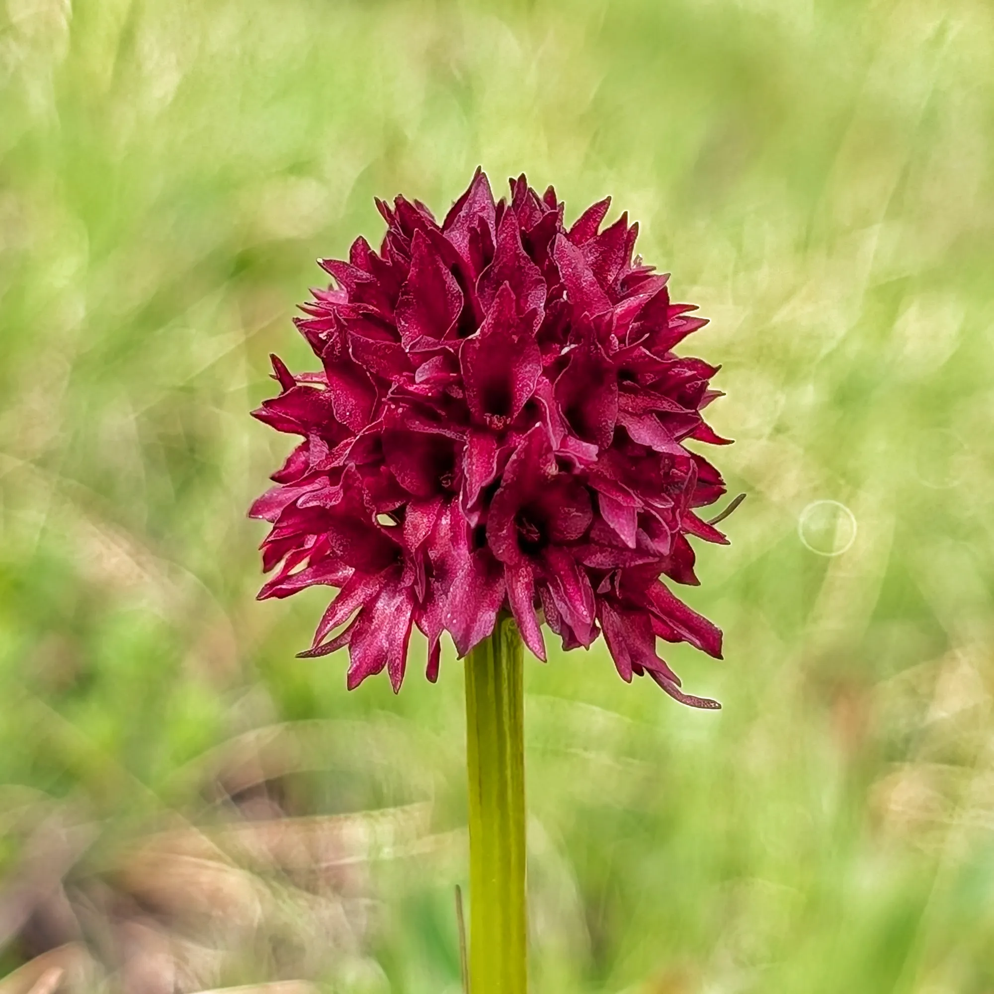 Gymnadenia gabasiana del Casamanya Gymnadenia gabasiana del Casamanya