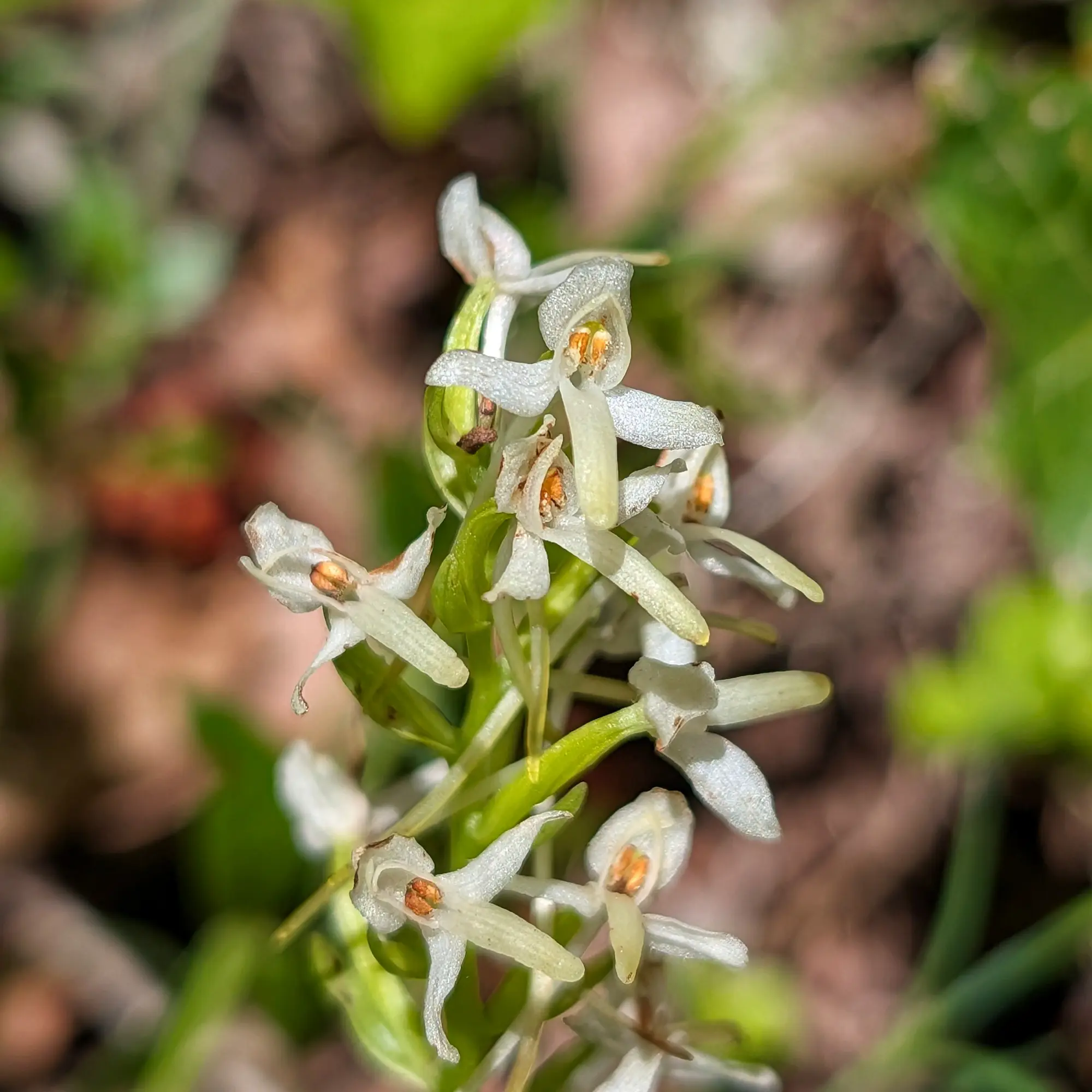 Primer plano detallado de una Platanthera bifolia, la orquídea mariposa menor, con sus características flores blancas, fotografiada en el Volcán de Santa Margarida. Primer plano de orquídea Platanthera bifolia blanca con pétalos delicados y centros naranjas sobre fondo verde y marrón borroso.